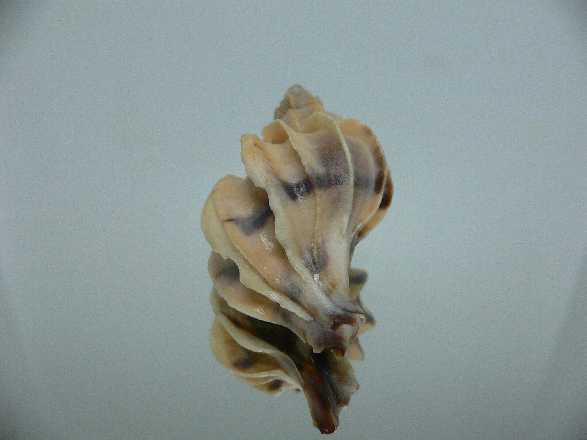 Boreotrophon candelabrum STRIPE