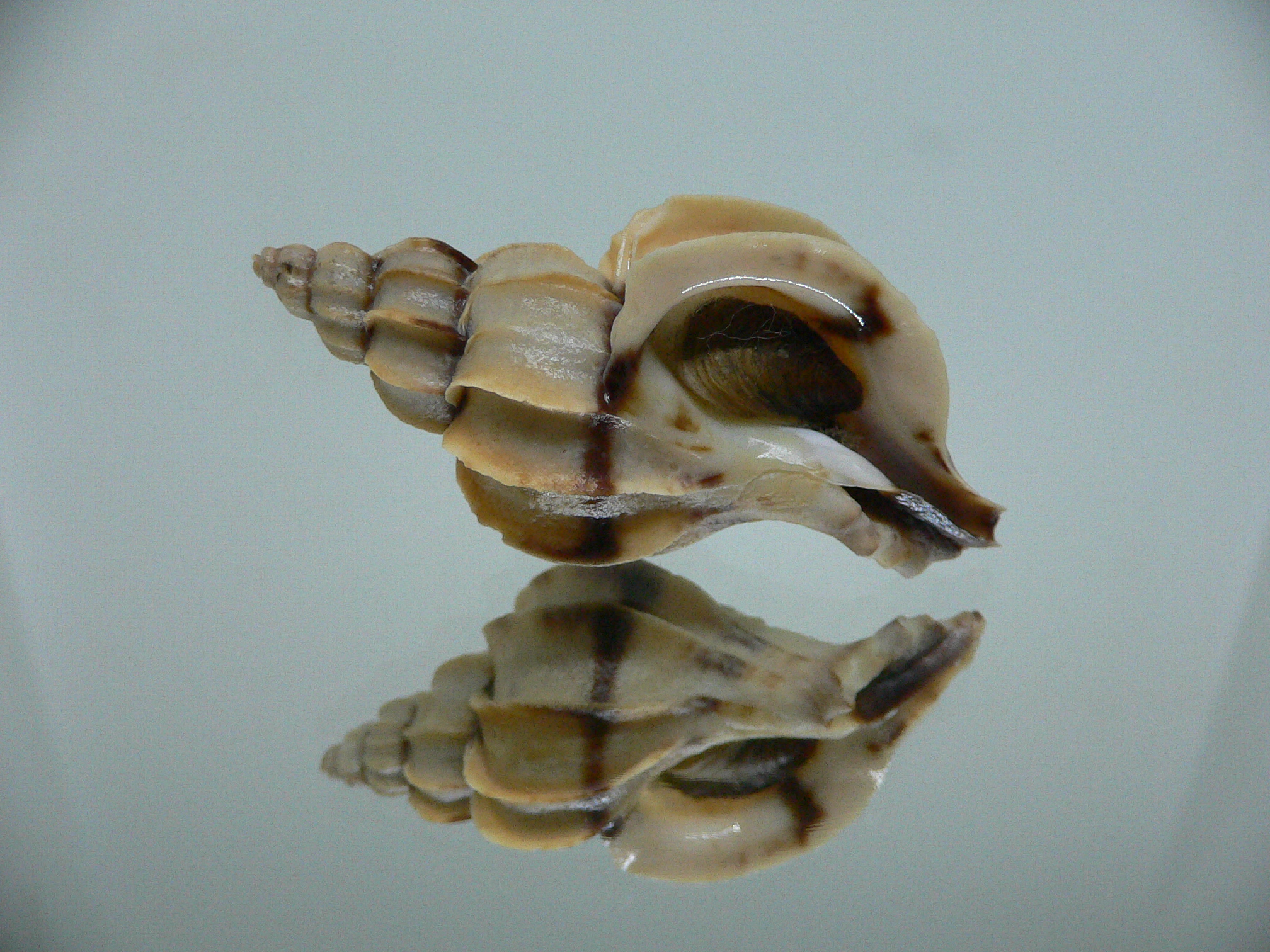 Boreotrophon candelabrum STRIPE