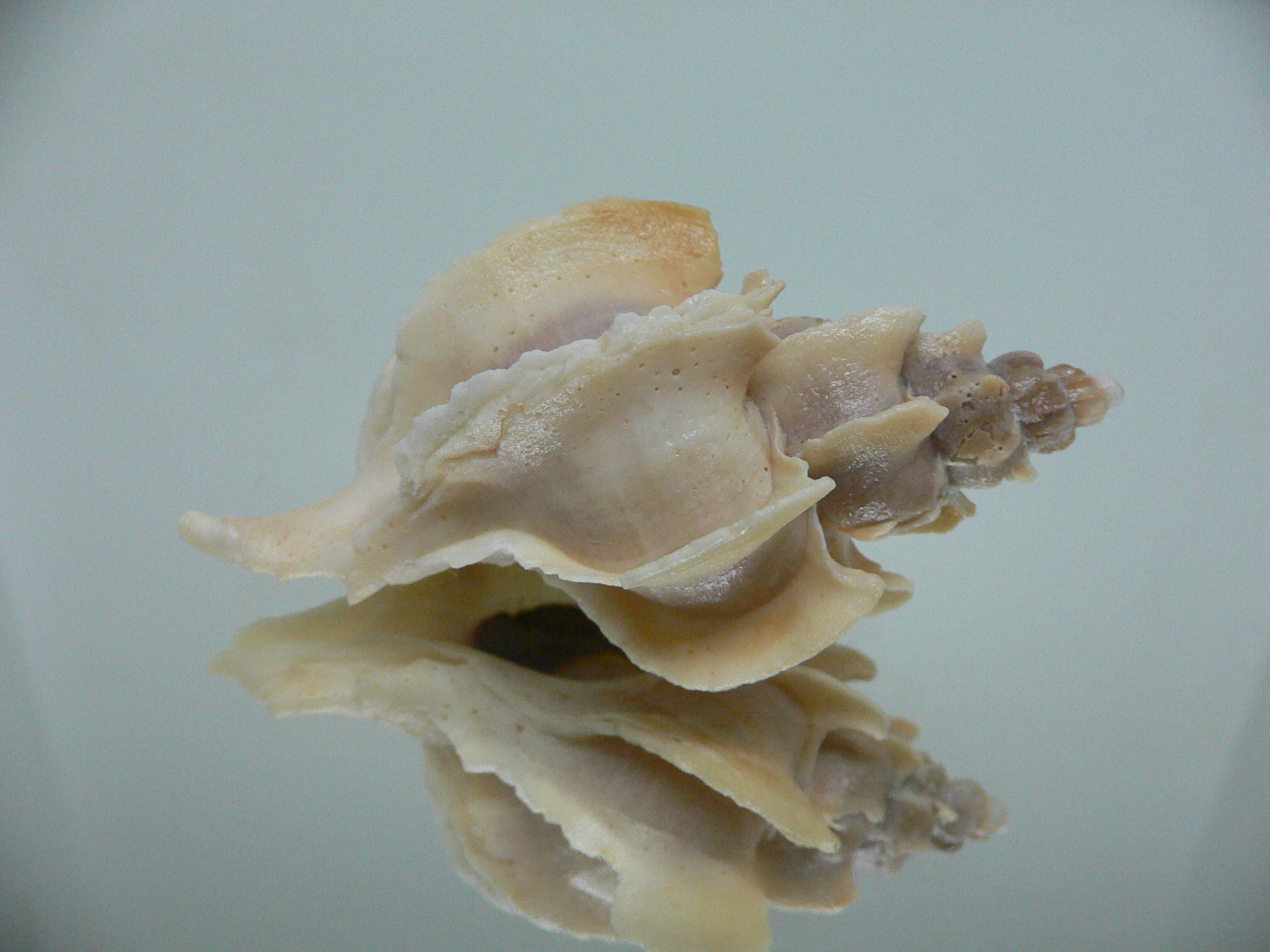 Boreotrophon candelabrum GIANT