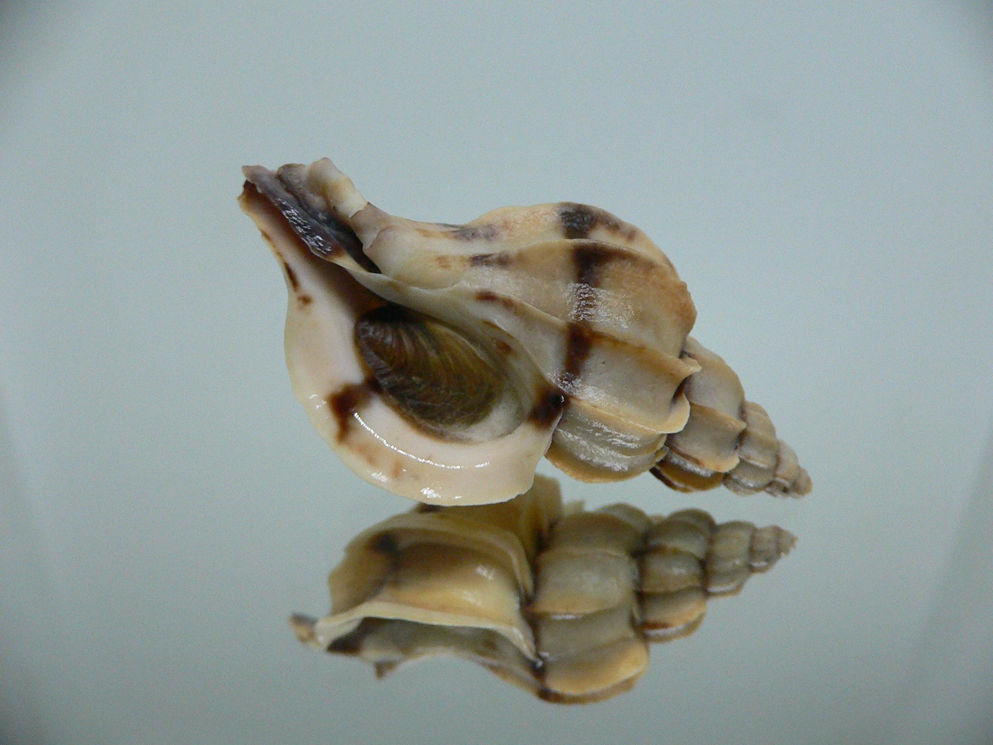 Boreotrophon candelabrum STRIPE