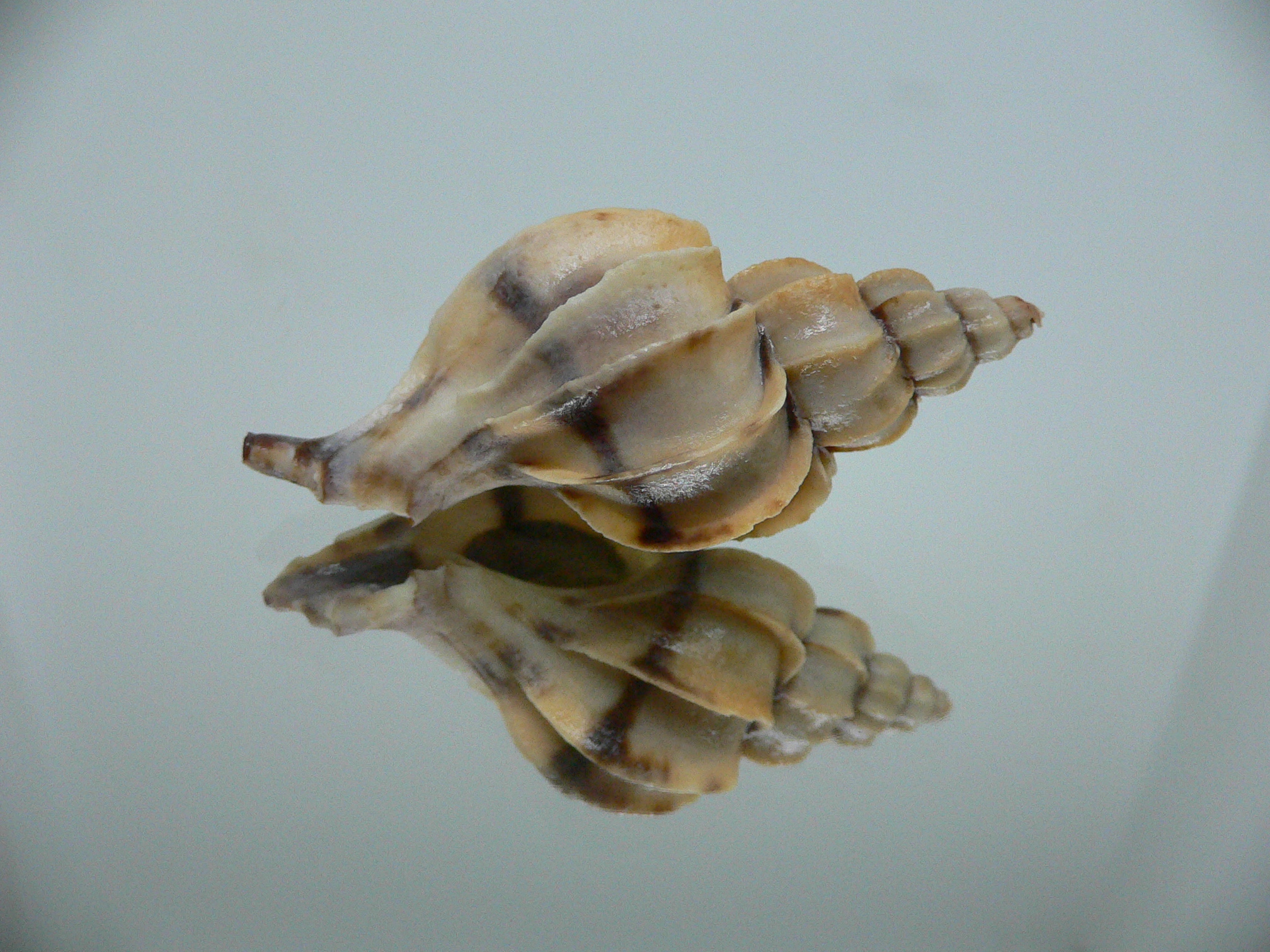 Boreotrophon candelabrum STRIPE