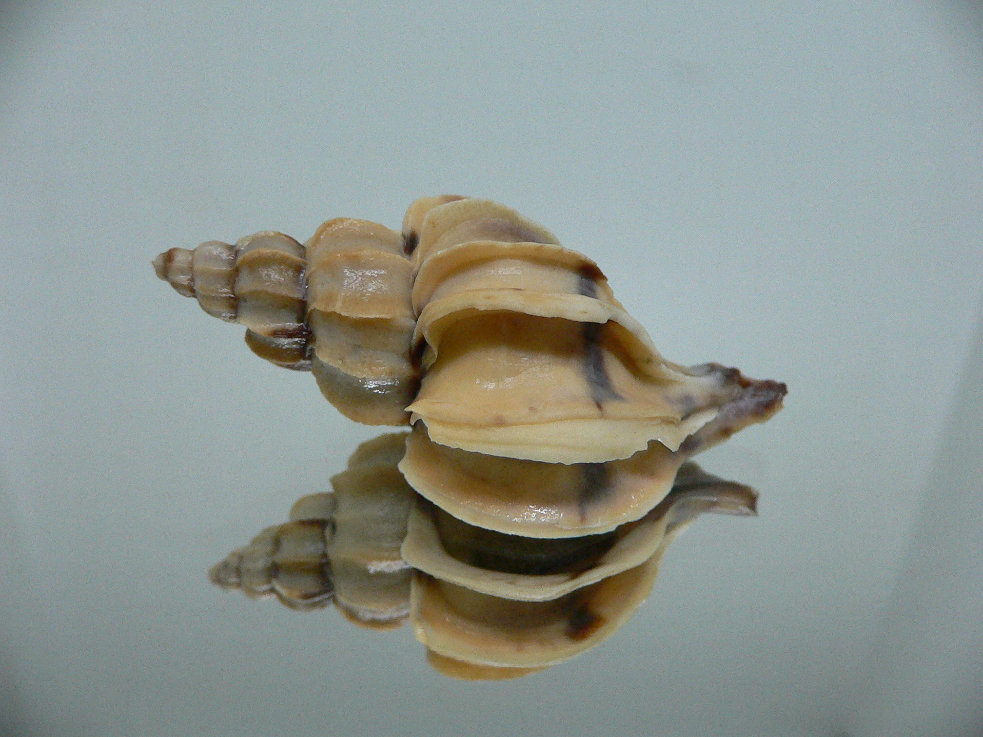 Boreotrophon candelabrum STRIPE