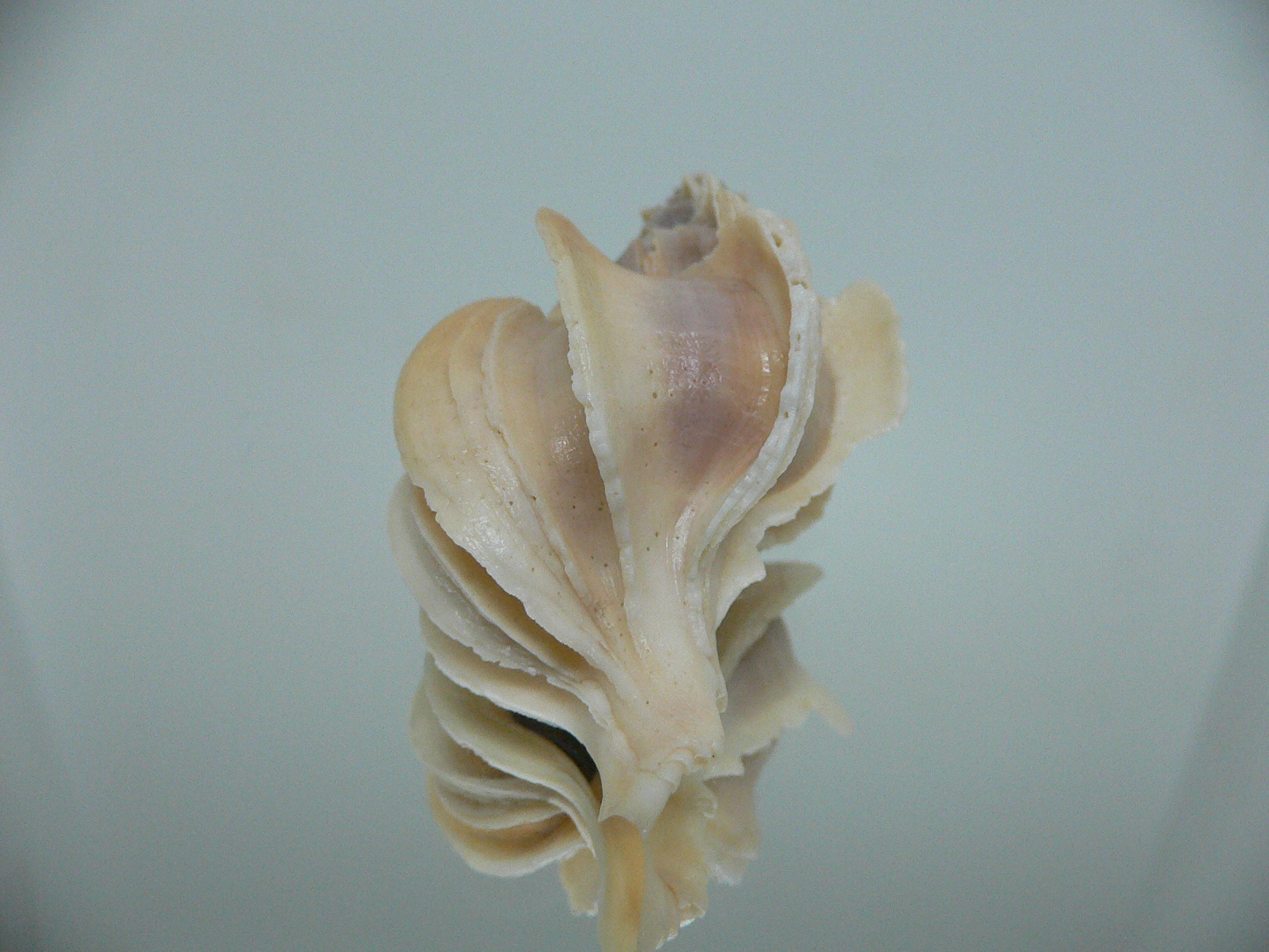 Boreotrophon candelabrum GIANT