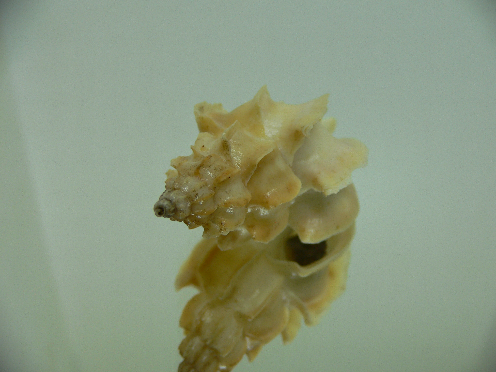 Boreotrophon candelabrum GIANT