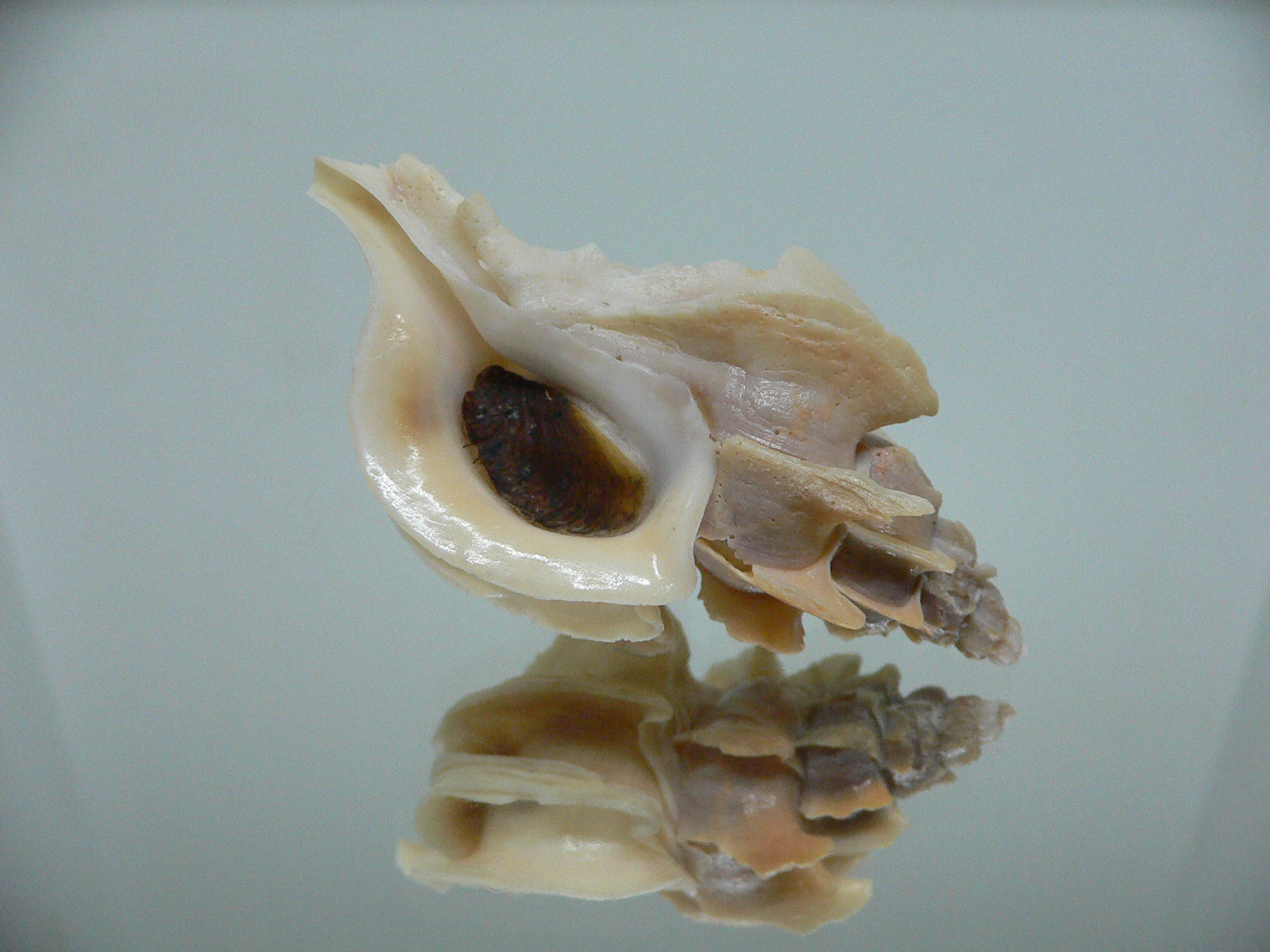 Boreotrophon candelabrum GIANT