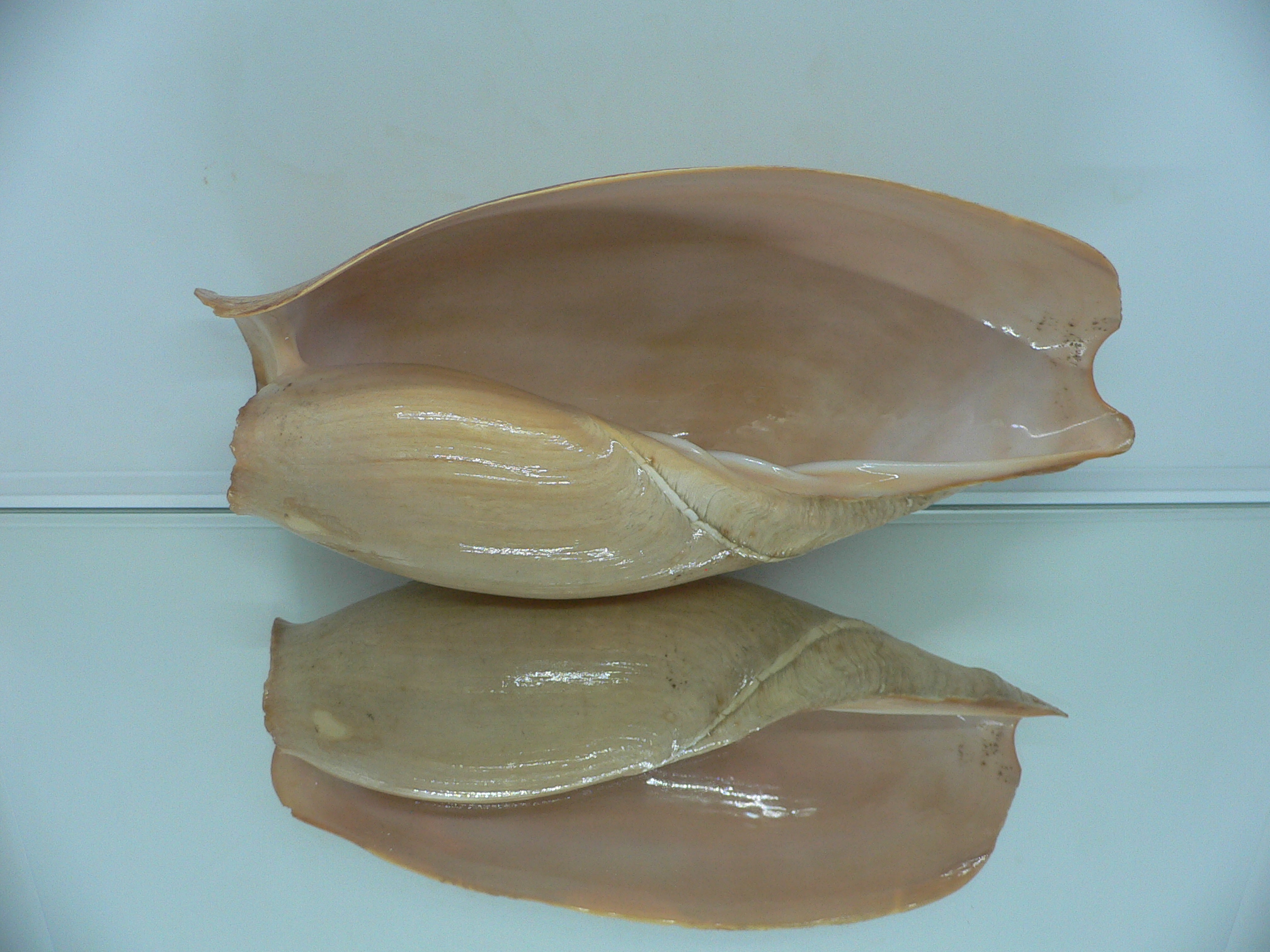 Cymbium glans MONSTER