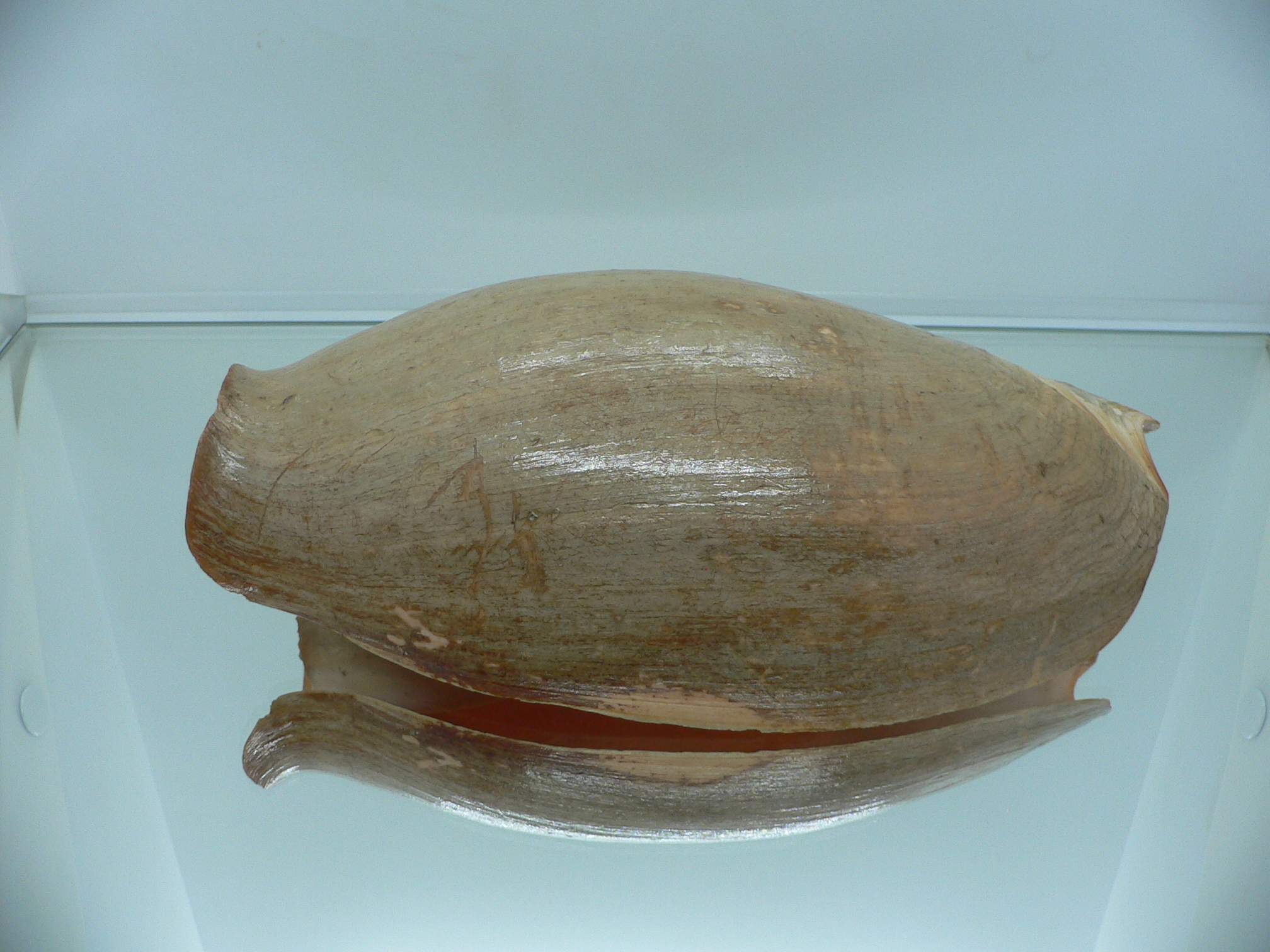 Cymbium glans MONSTER