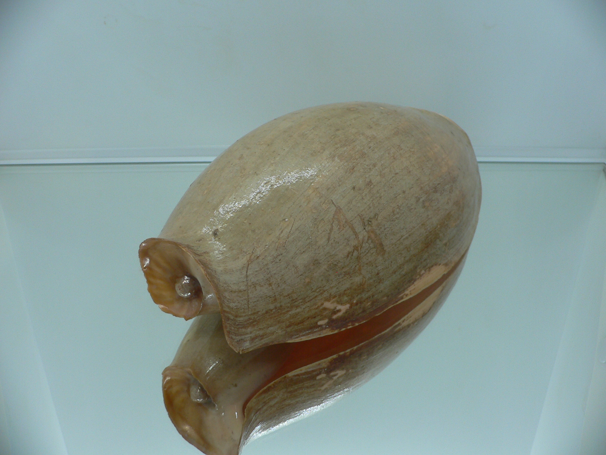 Cymbium glans MONSTER