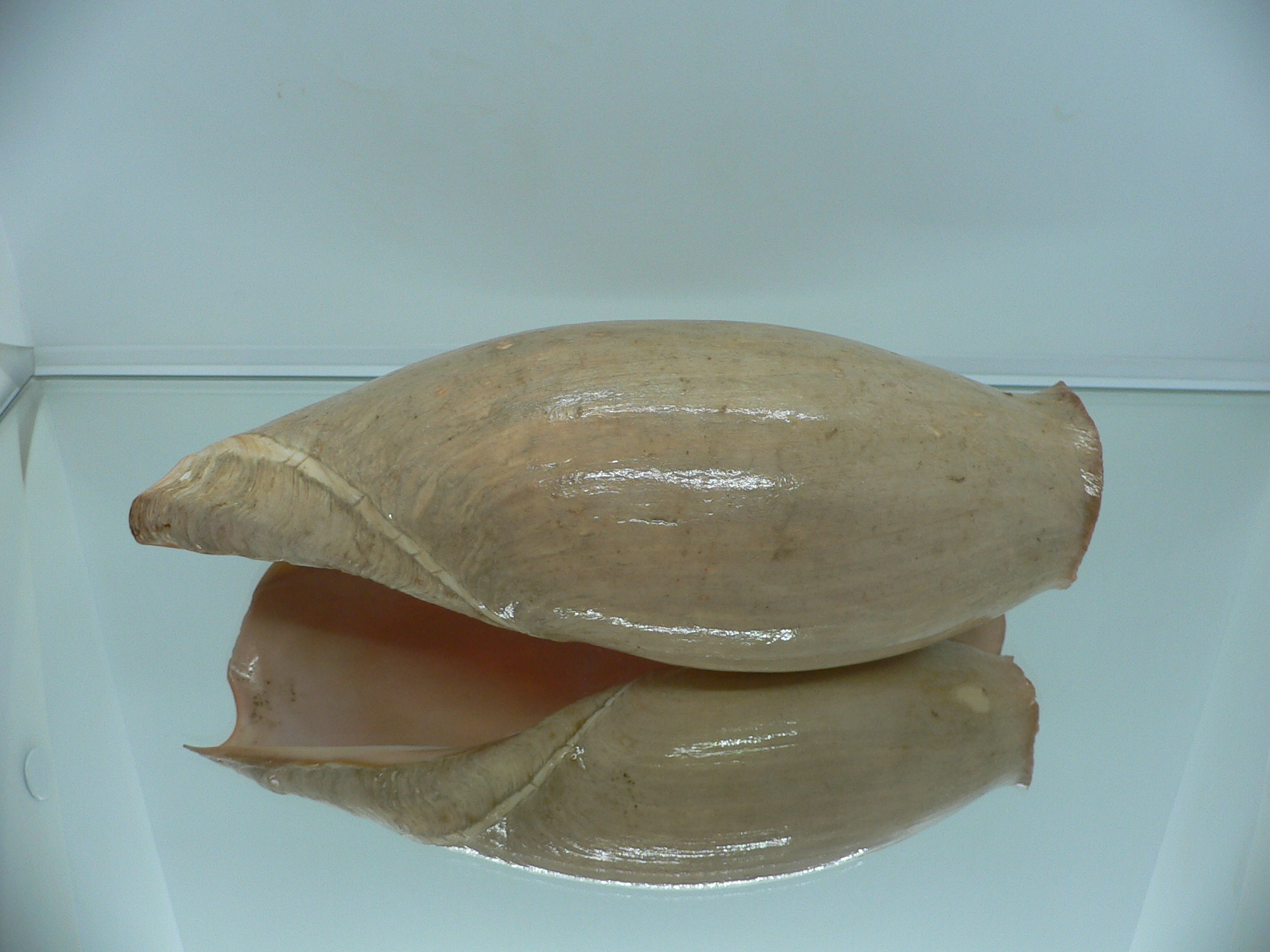 Cymbium glans MONSTER