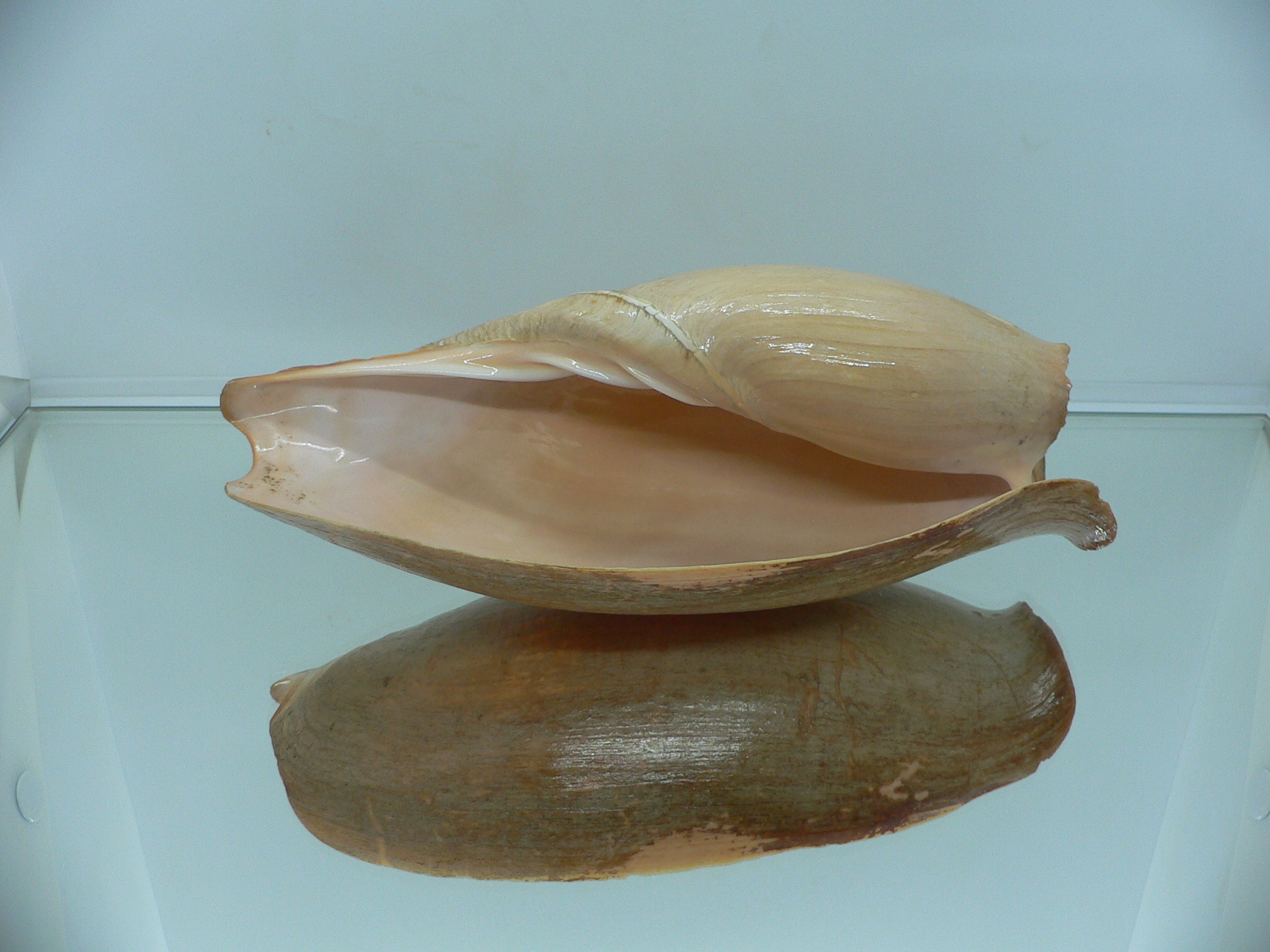 Cymbium glans MONSTER