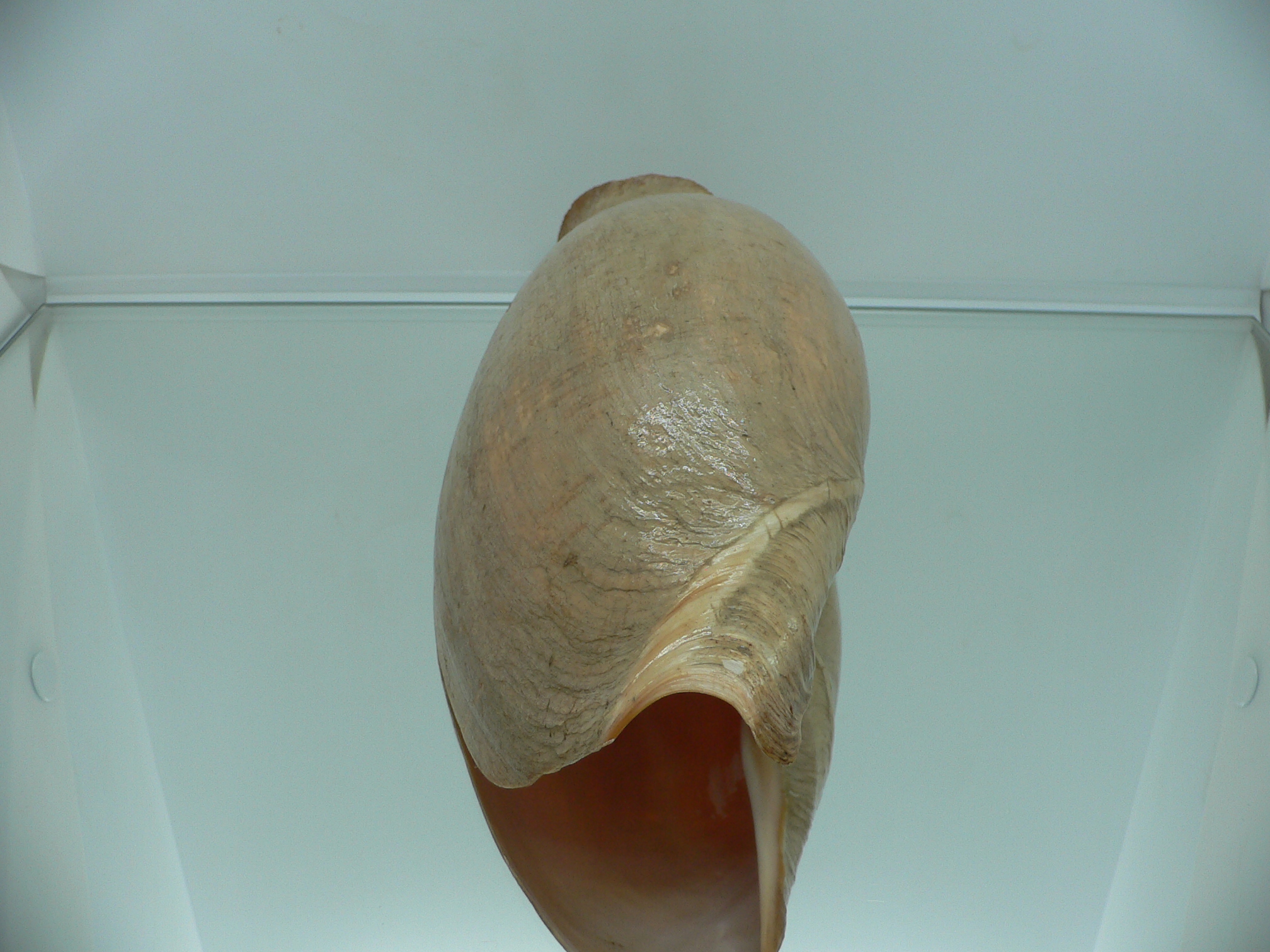 Cymbium glans MONSTER