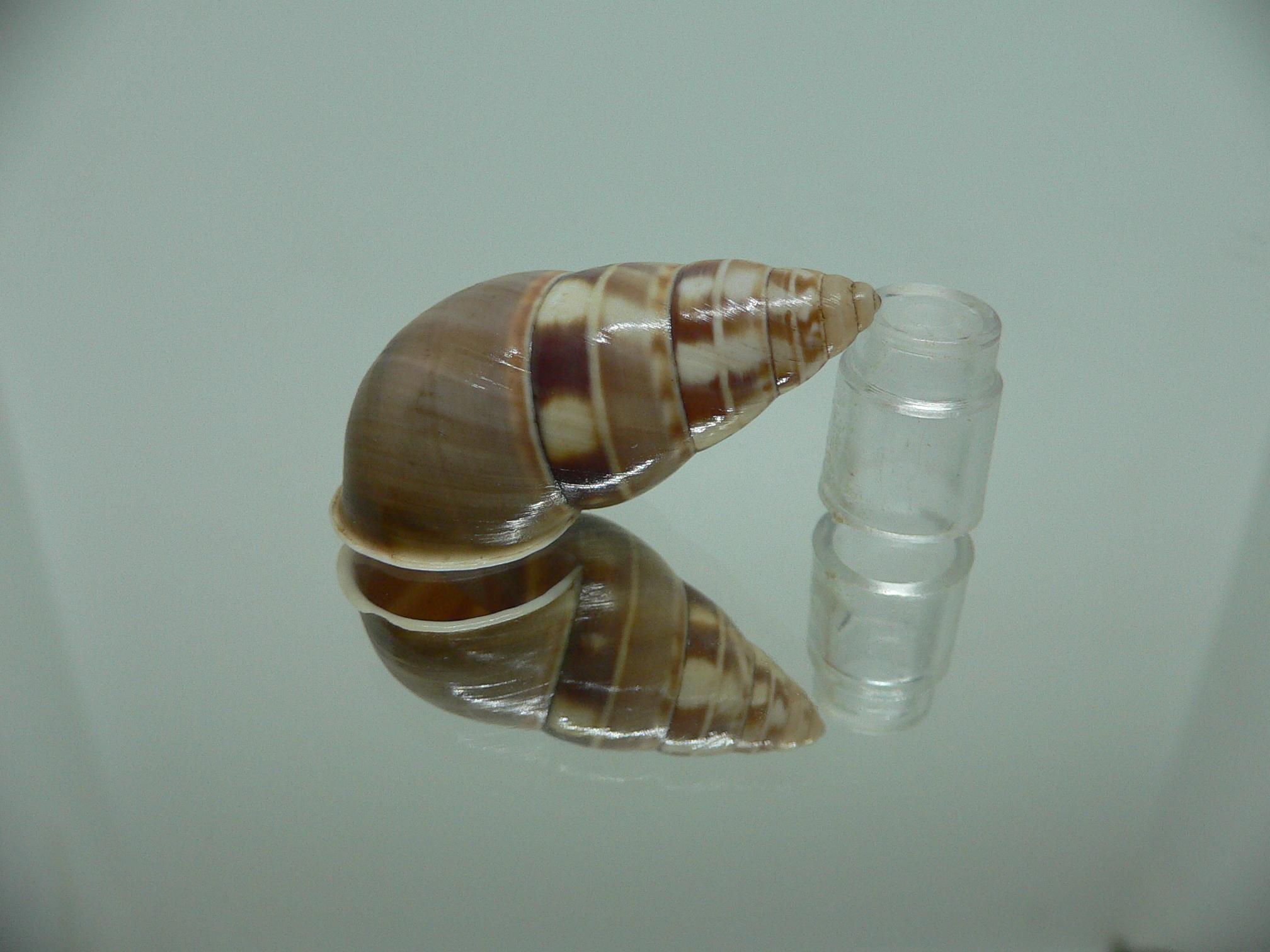 Amphidromus filozonatus BIG & TRICOLOR