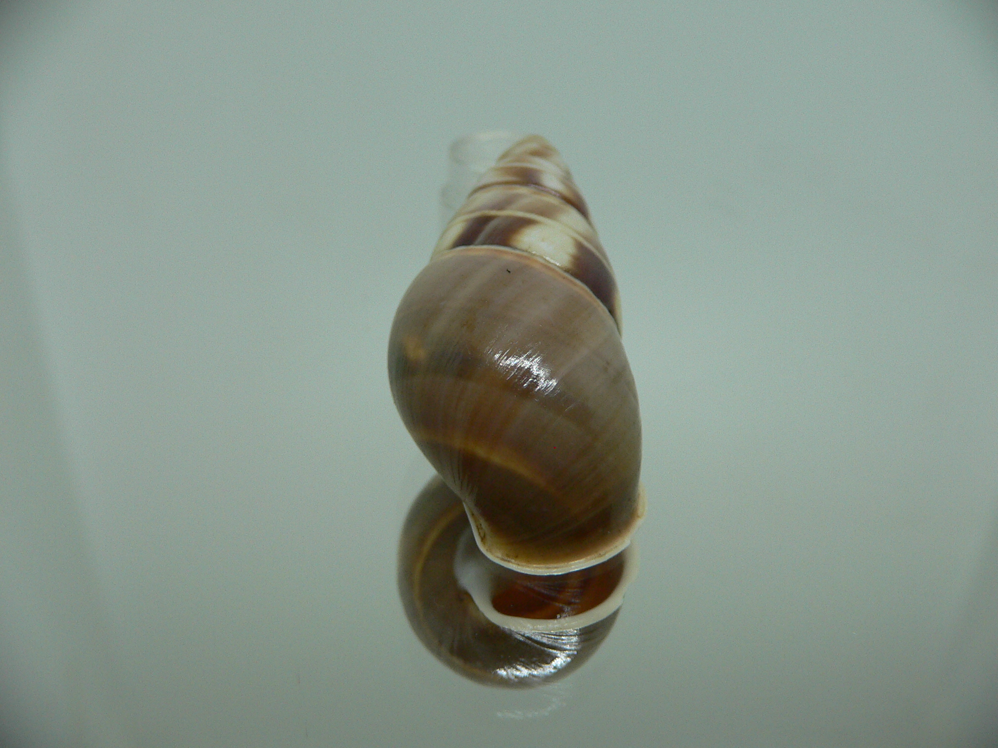 Amphidromus filozonatus BIG & TRICOLOR
