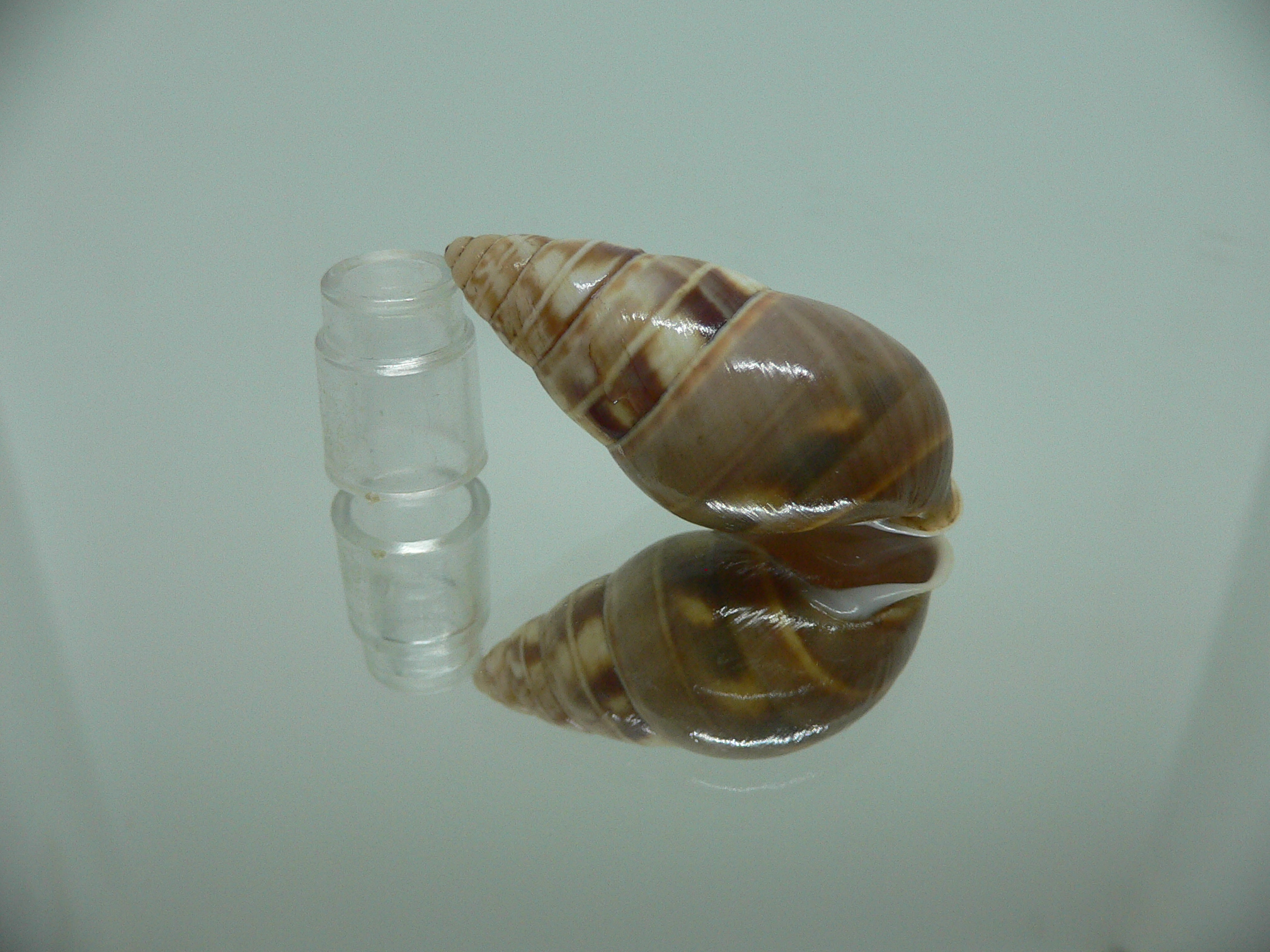Amphidromus filozonatus BIG & TRICOLOR