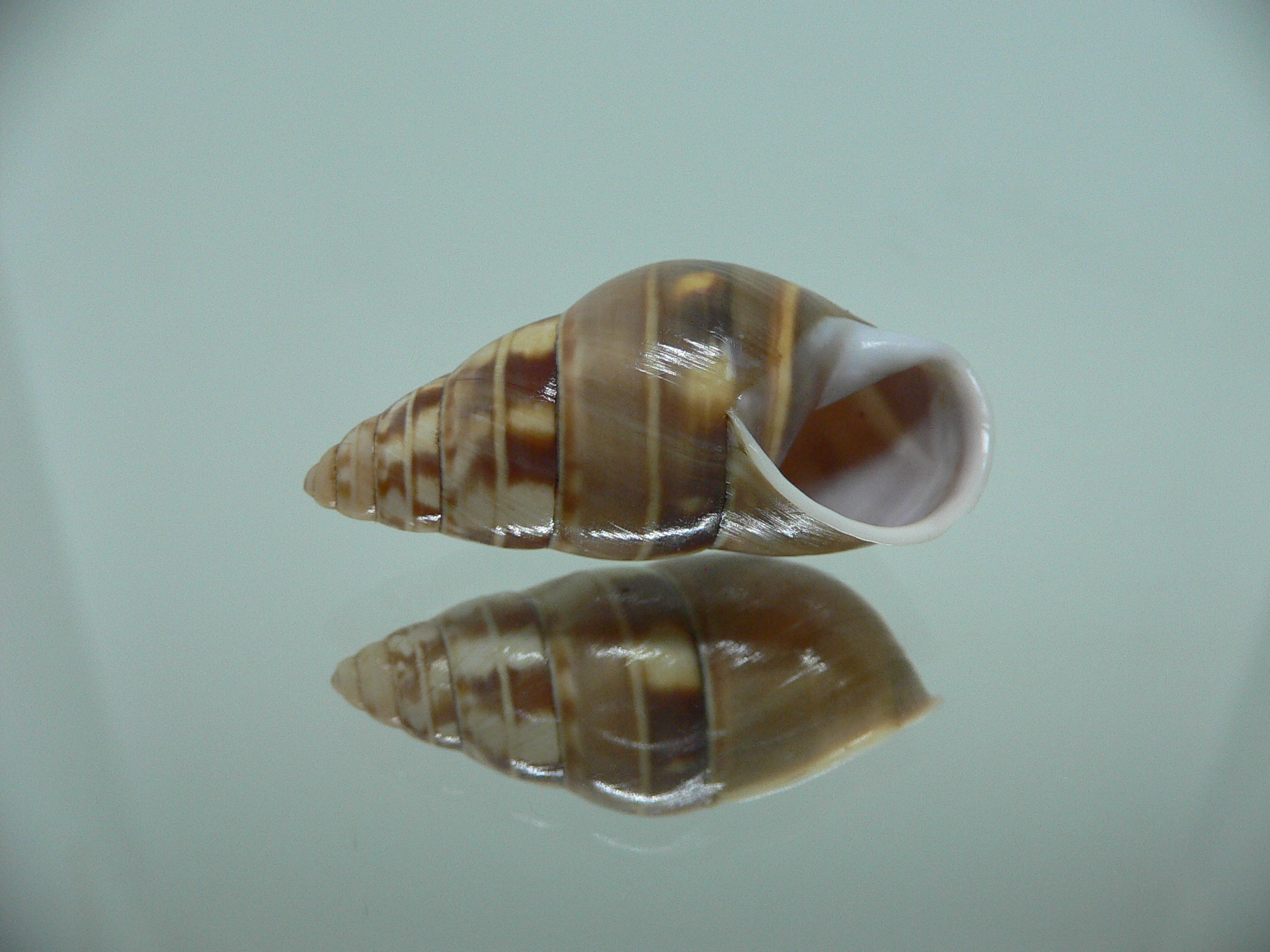 Amphidromus filozonatus BIG & TRICOLOR