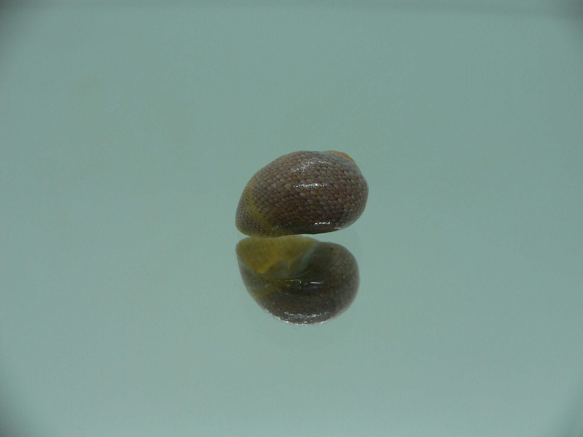 Clithon corona COLOR