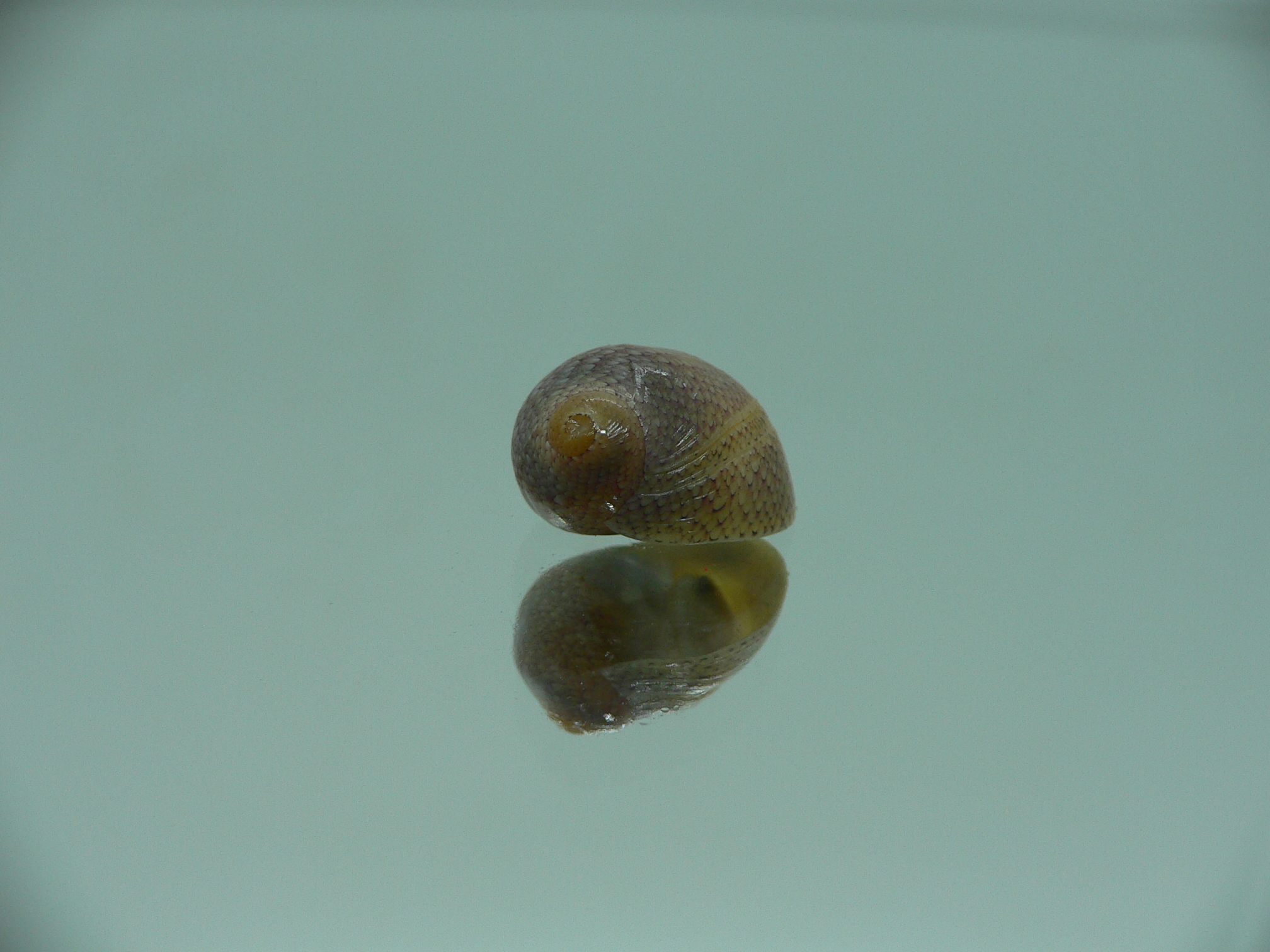 Clithon corona COLOR