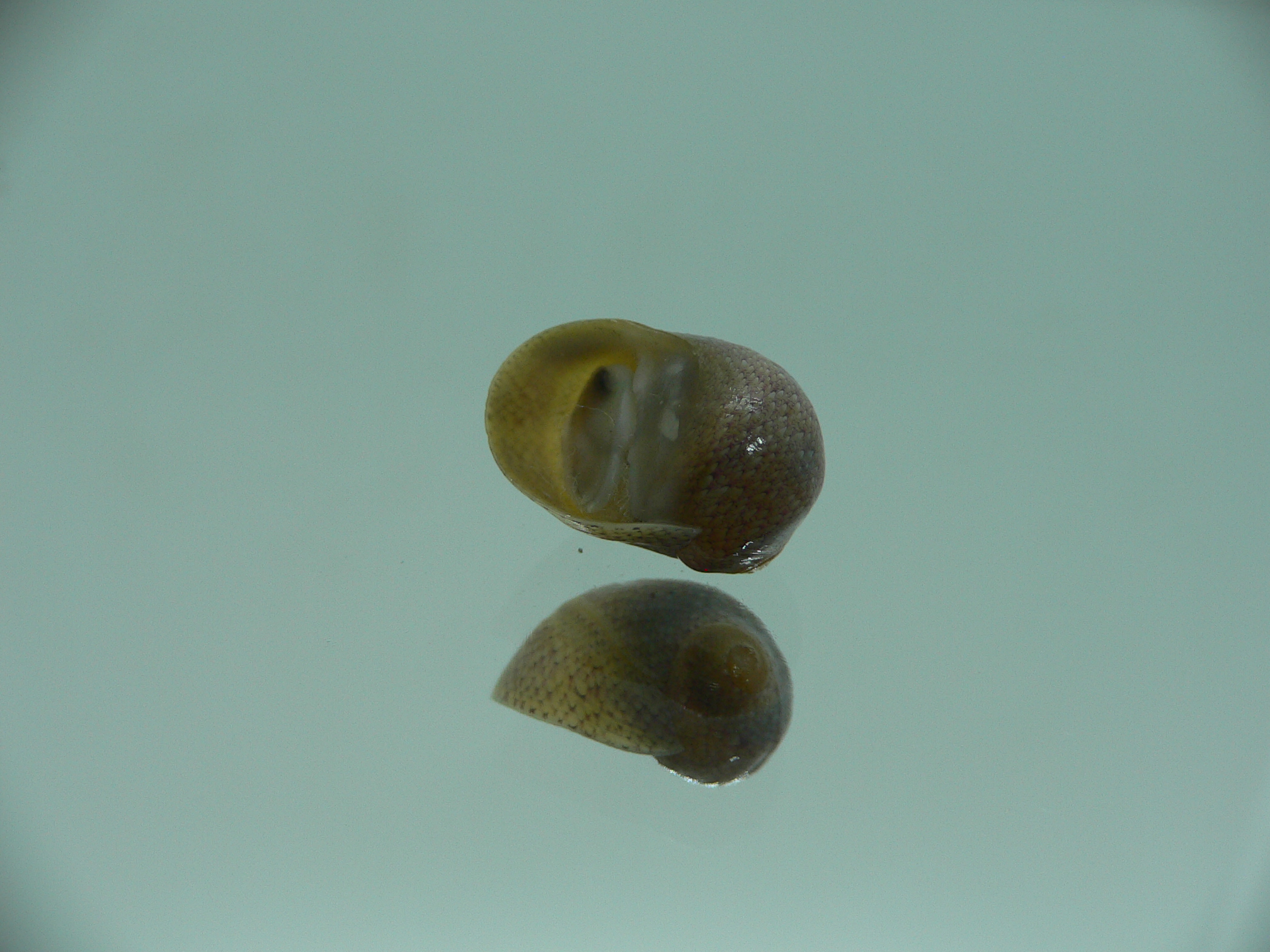 Clithon corona COLOR