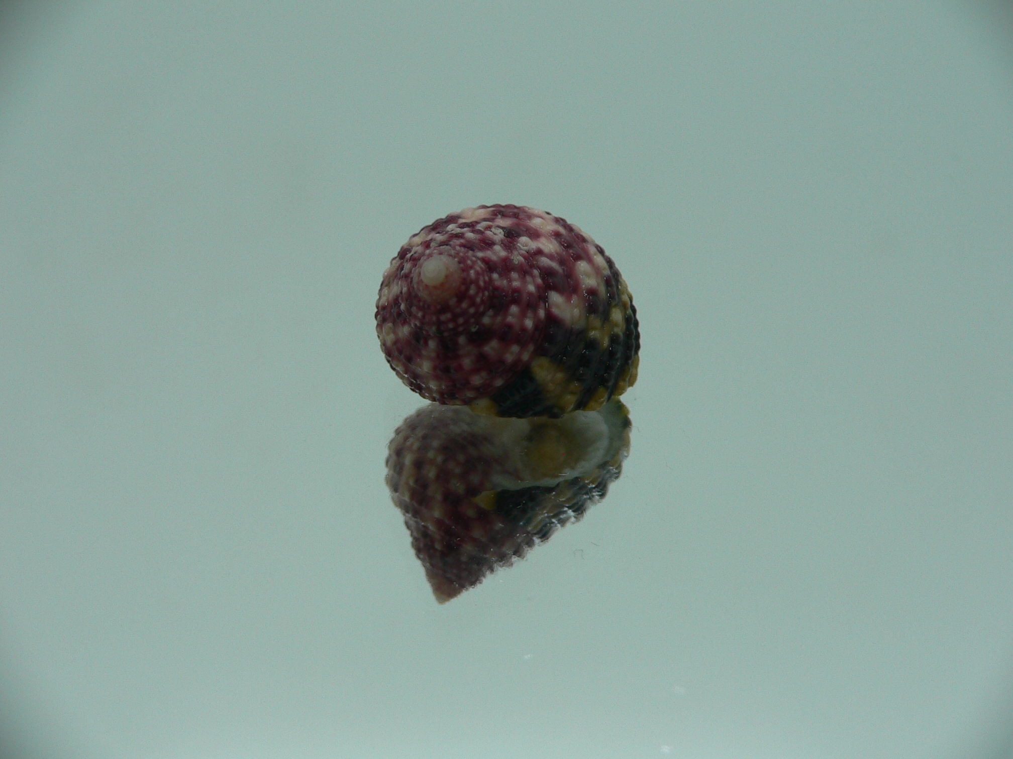Monodonta labio labio LILAC