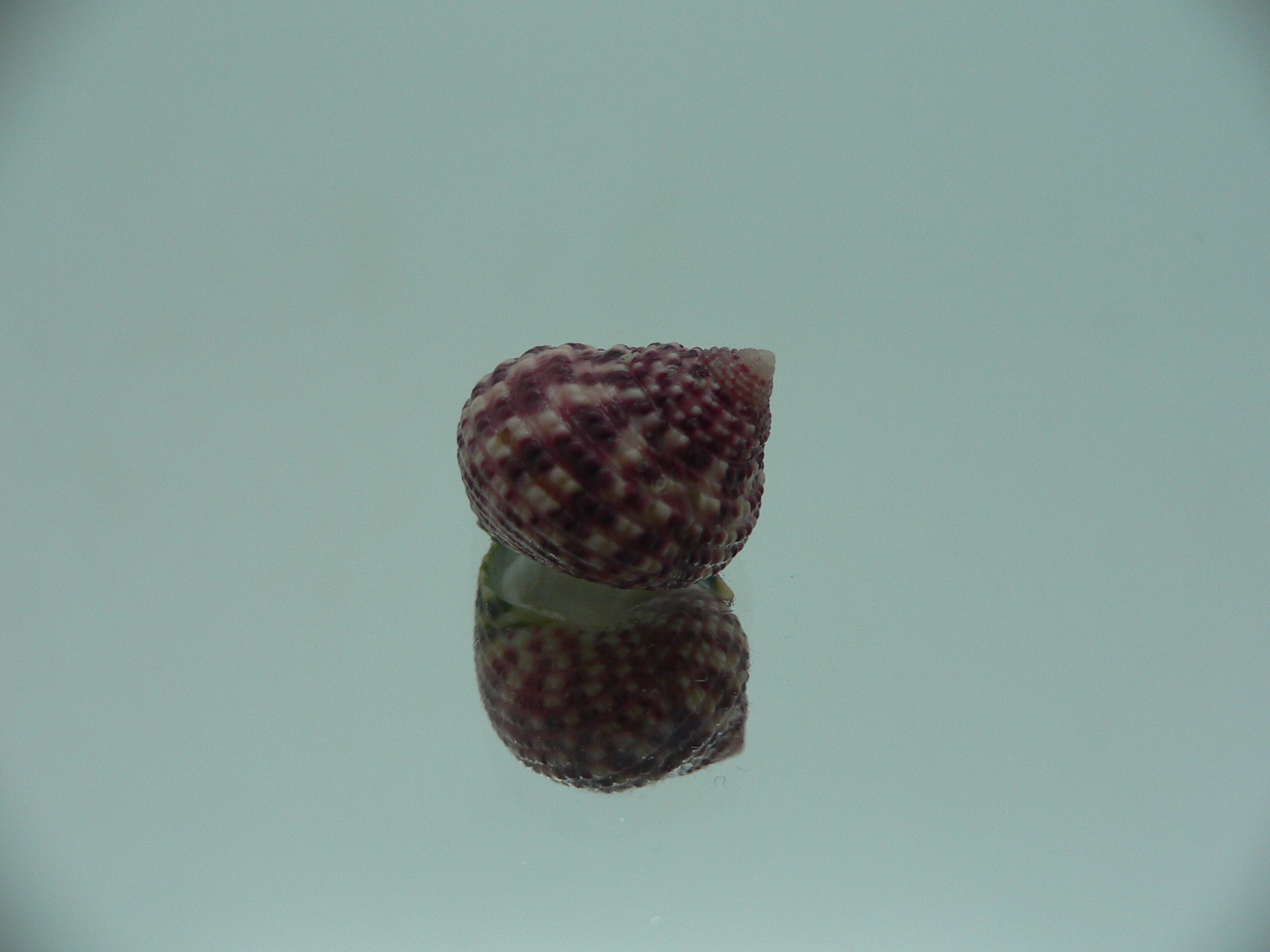 Monodonta labio labio LILAC