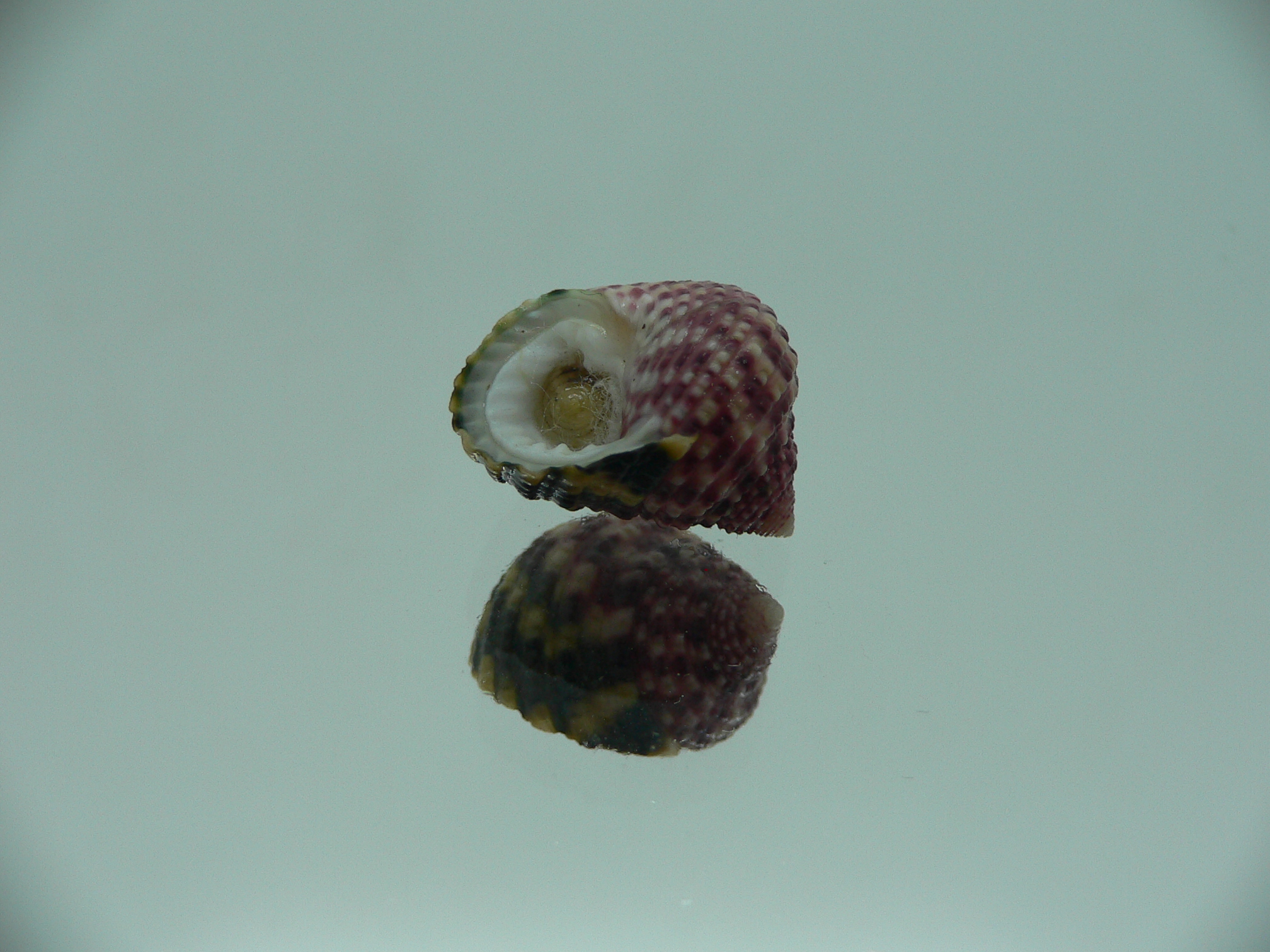 Monodonta labio labio LILAC