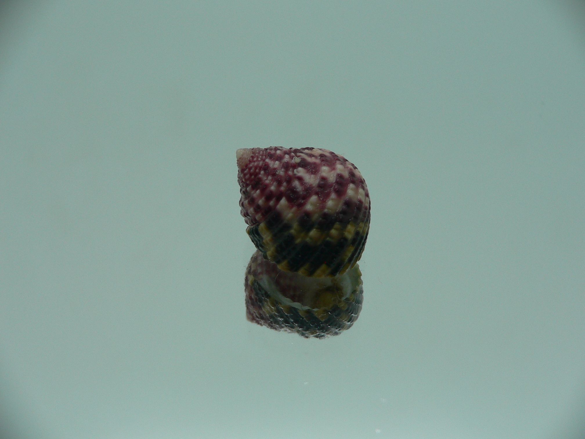Monodonta labio labio LILAC