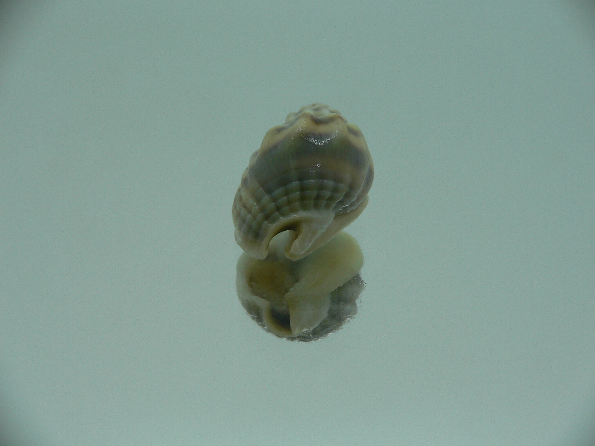 Nassarius persicus IDEAL & COLOR