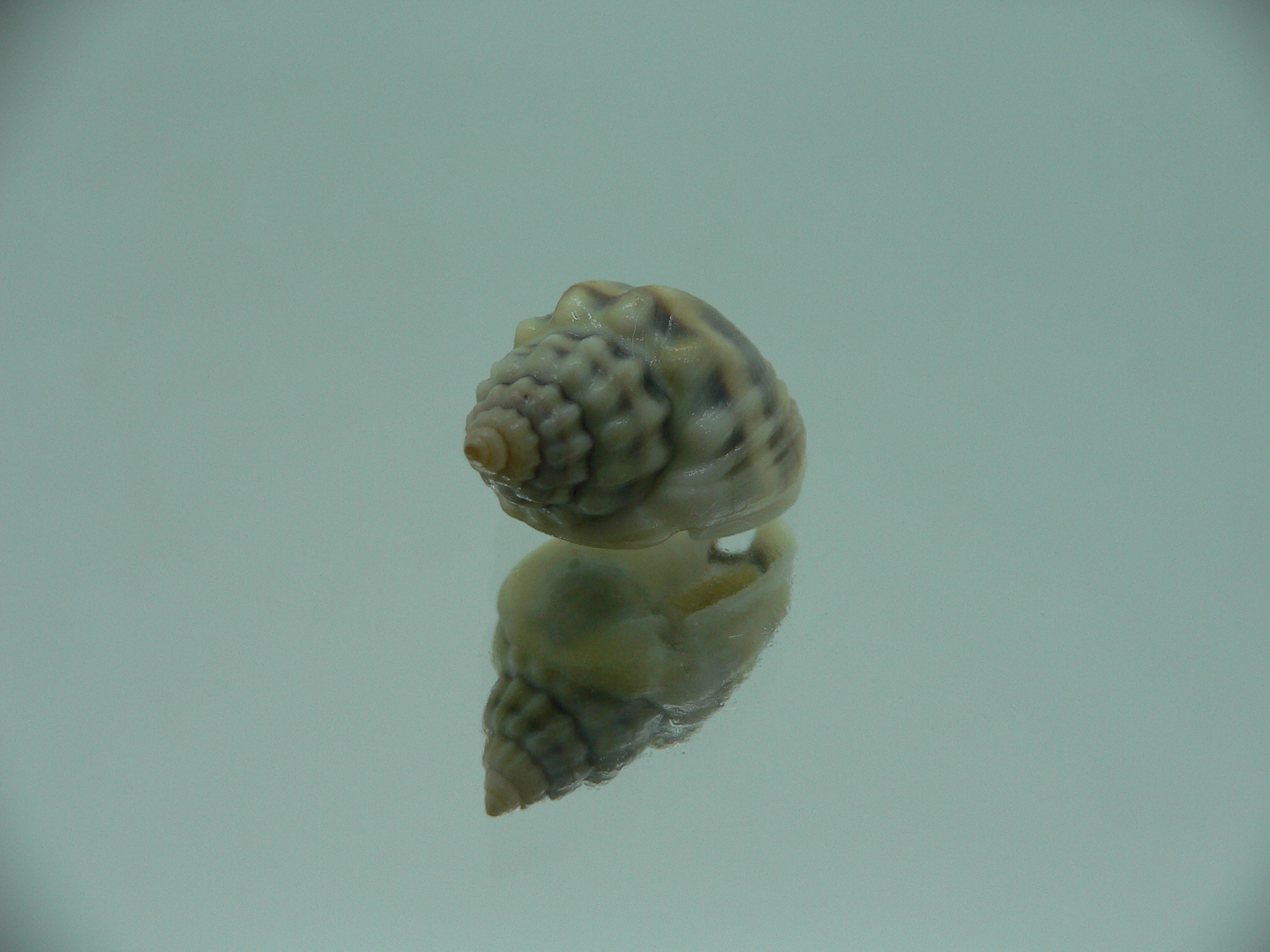 Nassarius persicus IDEAL & COLOR