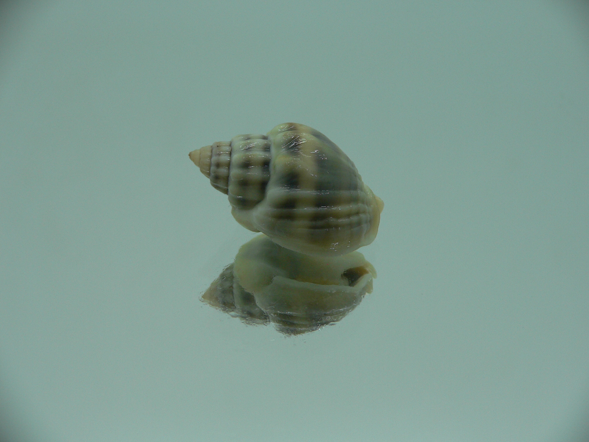 Nassarius persicus IDEAL & COLOR