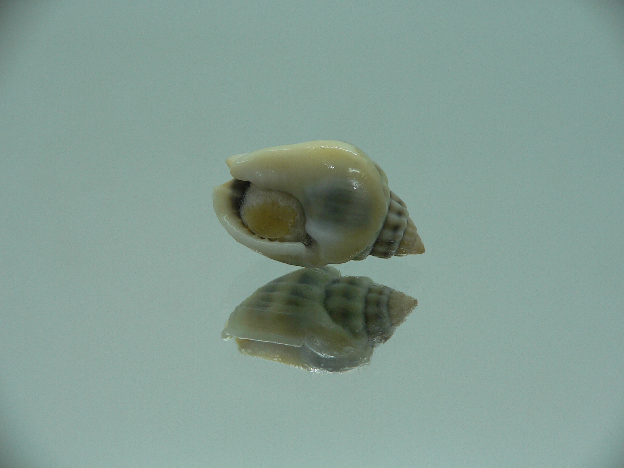 Nassarius persicus IDEAL & COLOR