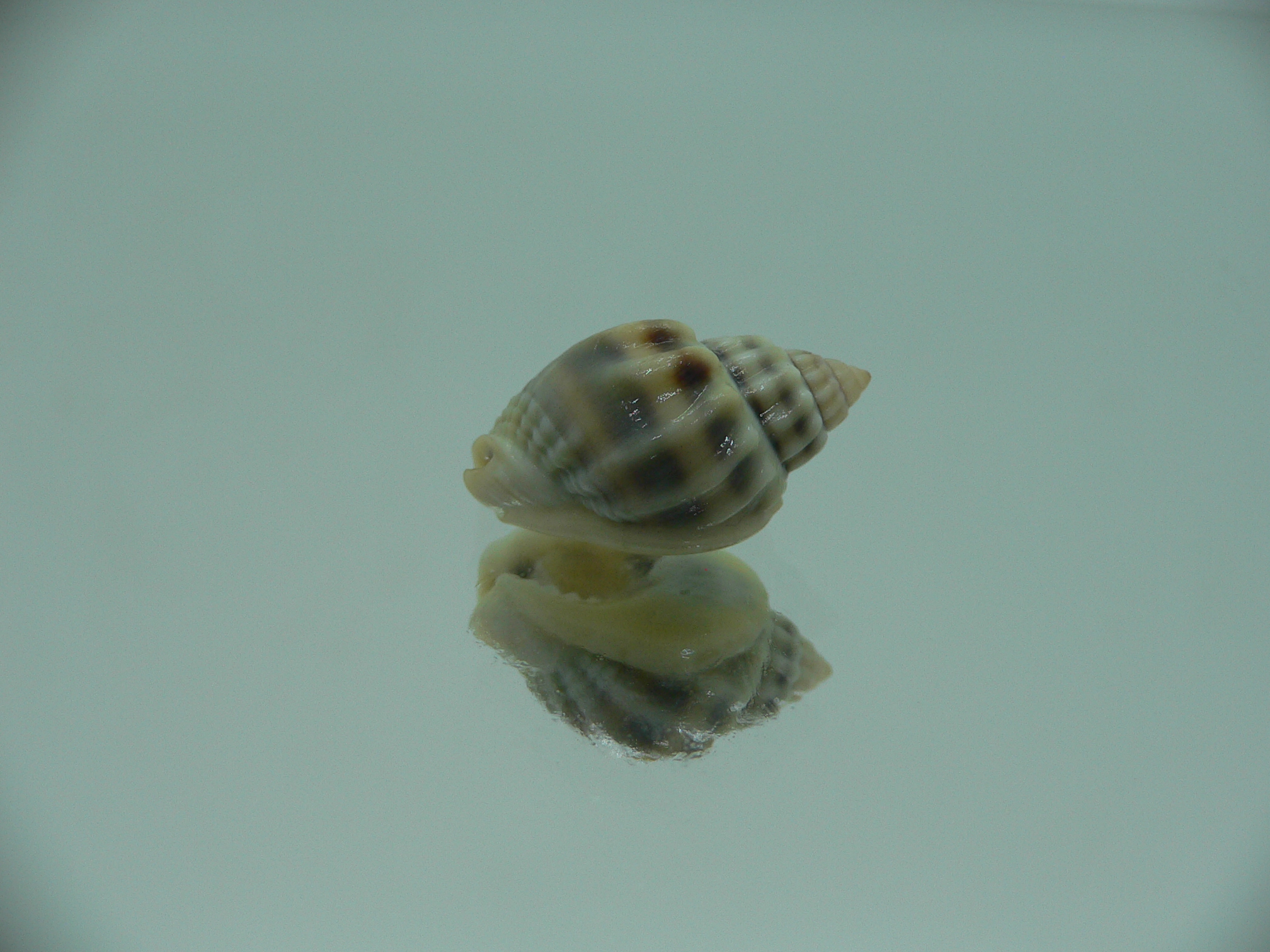 Nassarius persicus IDEAL & COLOR