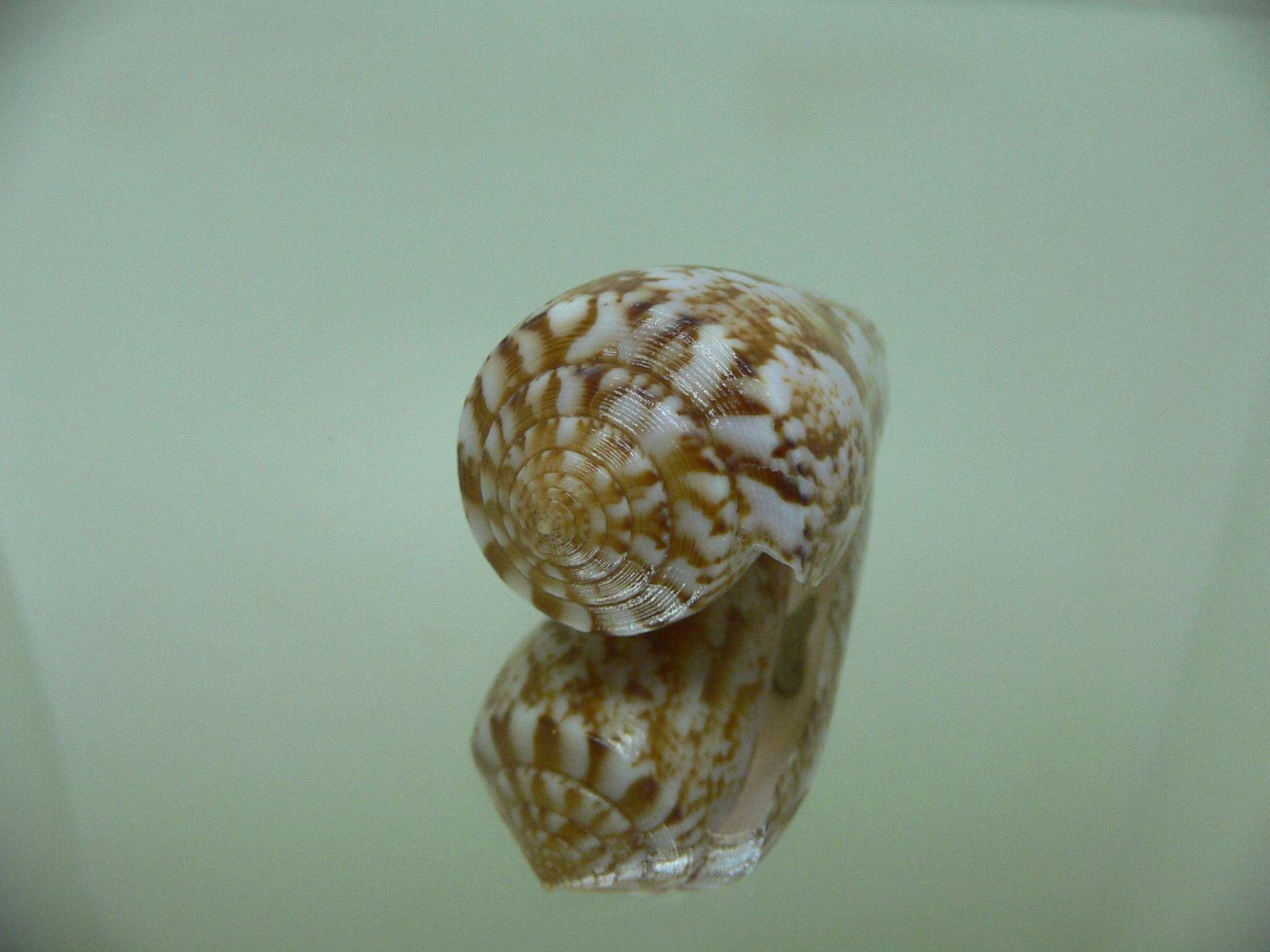 Conus kinoshitai