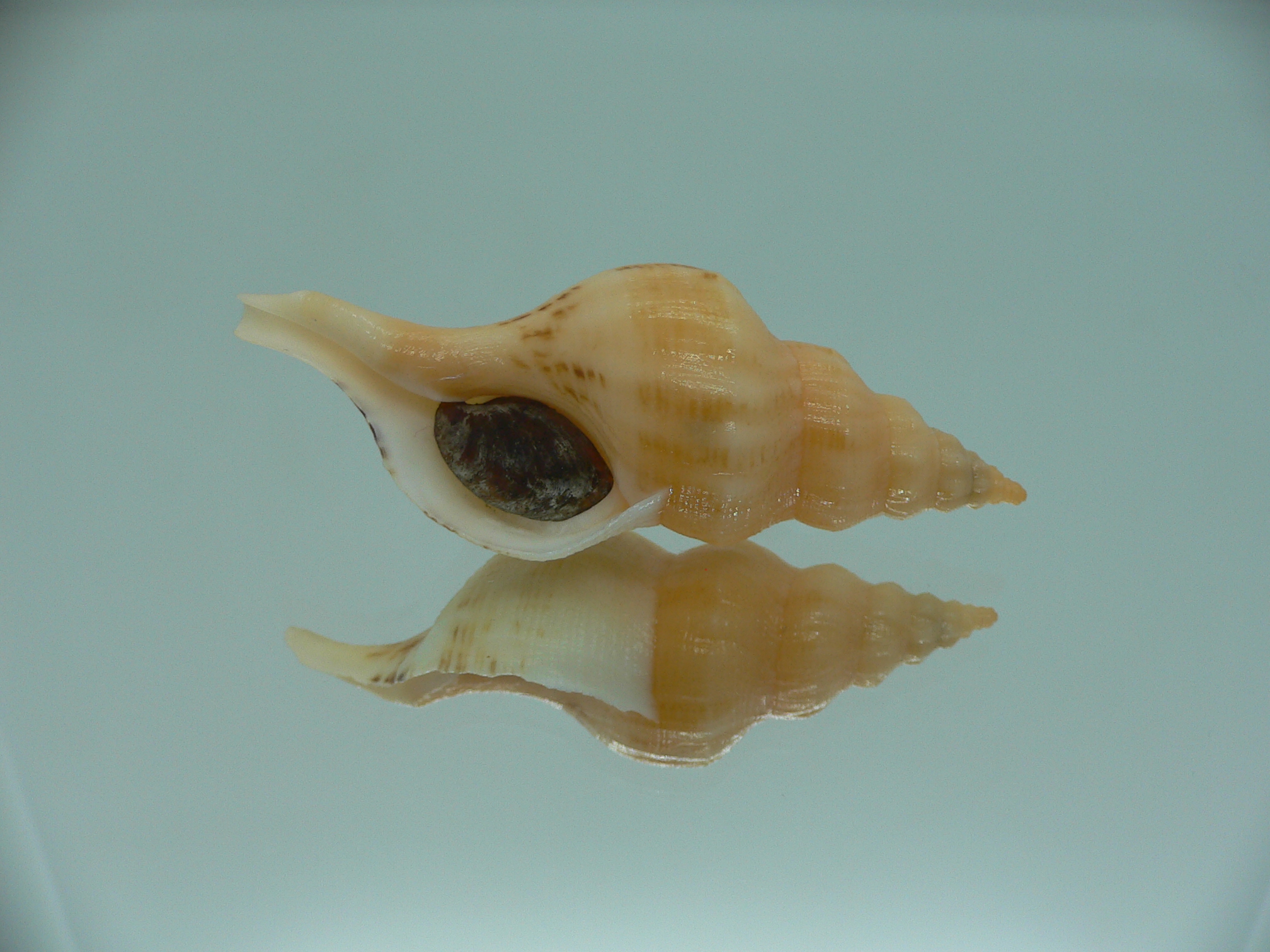 Siphonofusus lubricus ORANGE STRIPED