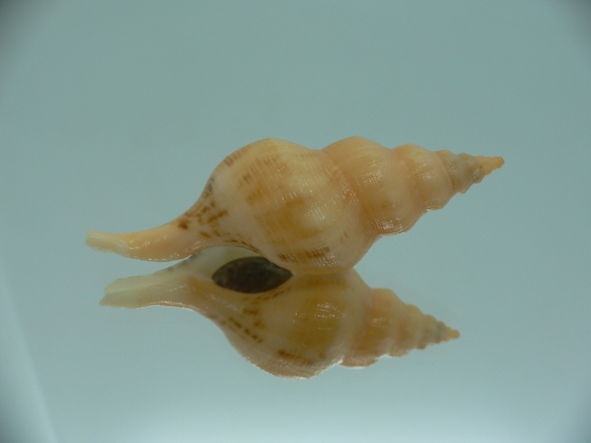 Siphonofusus lubricus ORANGE STRIPED