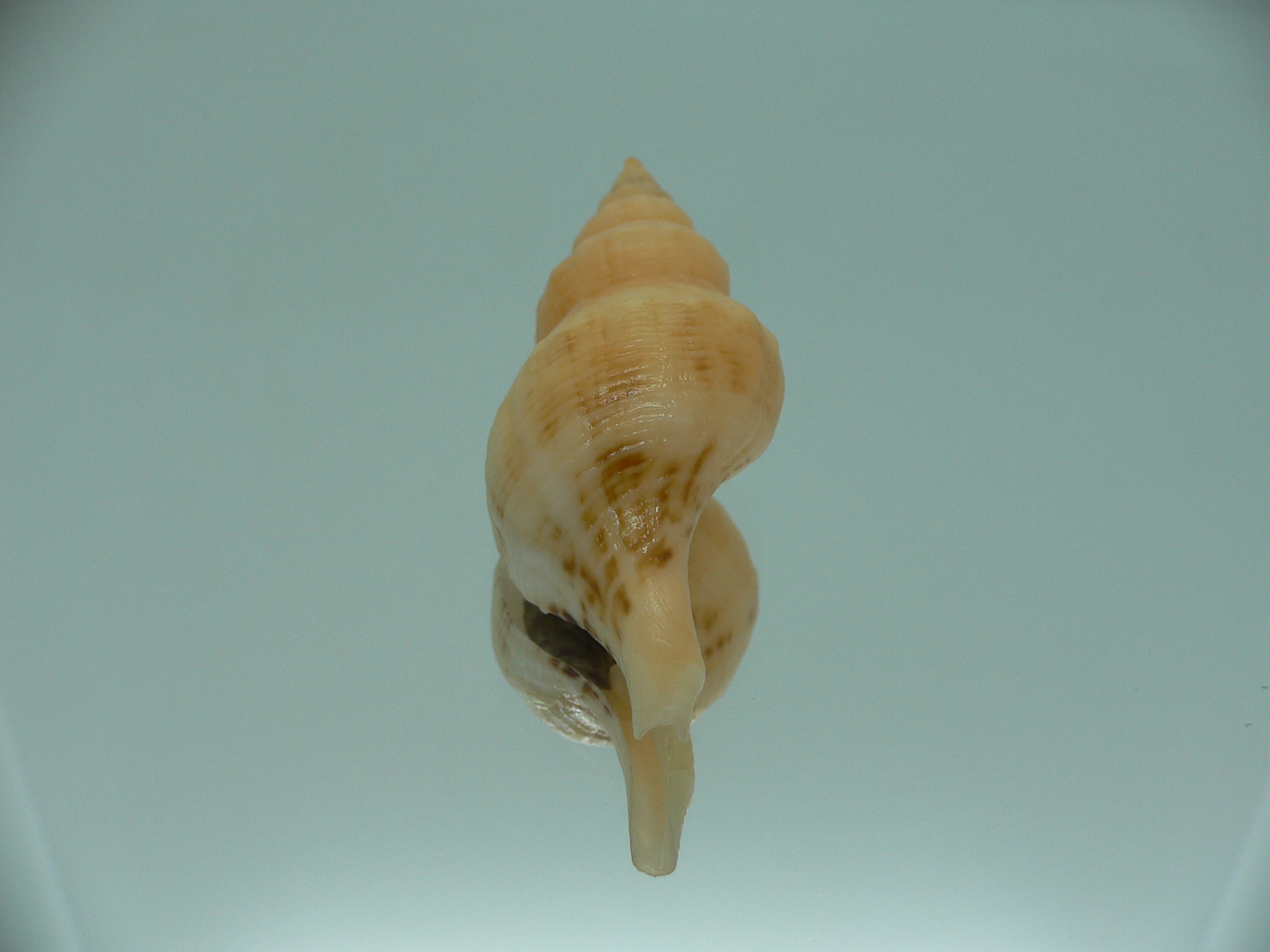 Siphonofusus lubricus ORANGE STRIPED