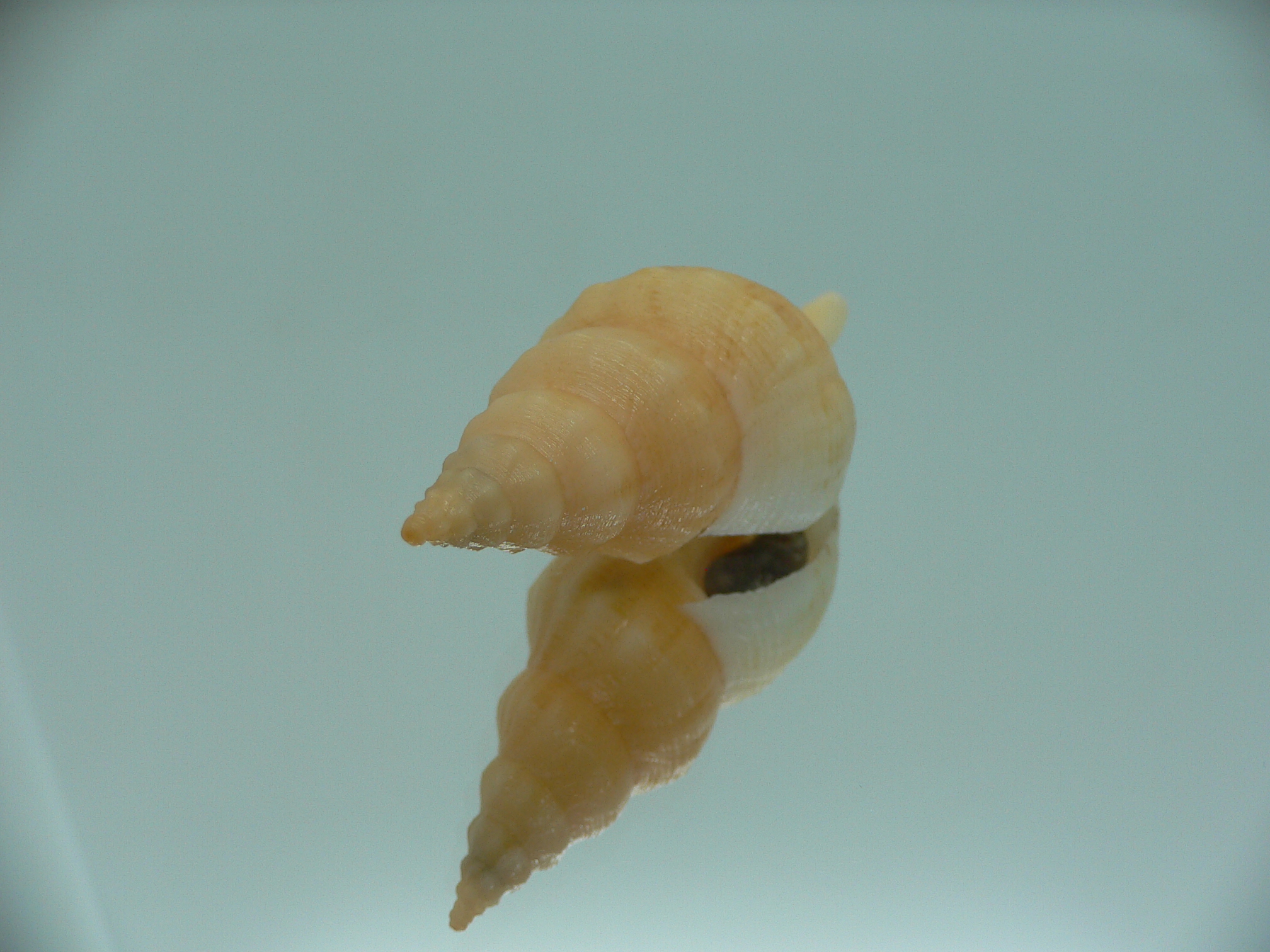 Siphonofusus lubricus ORANGE STRIPED