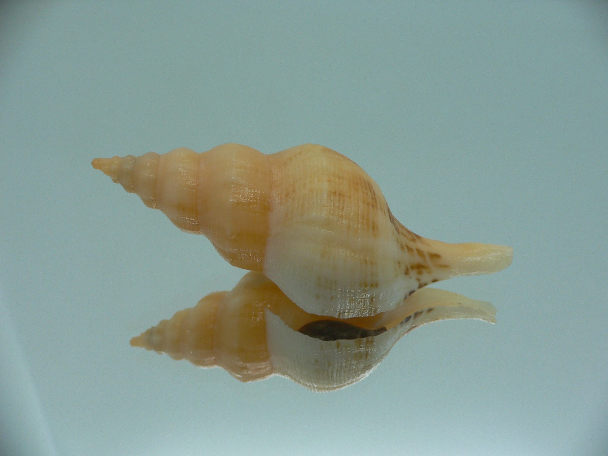 Siphonofusus lubricus ORANGE STRIPED