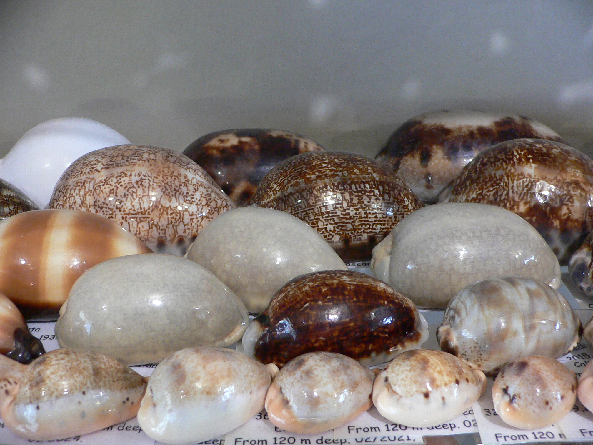 Cypraea eglantina eglantina BIG & OVERGLASE