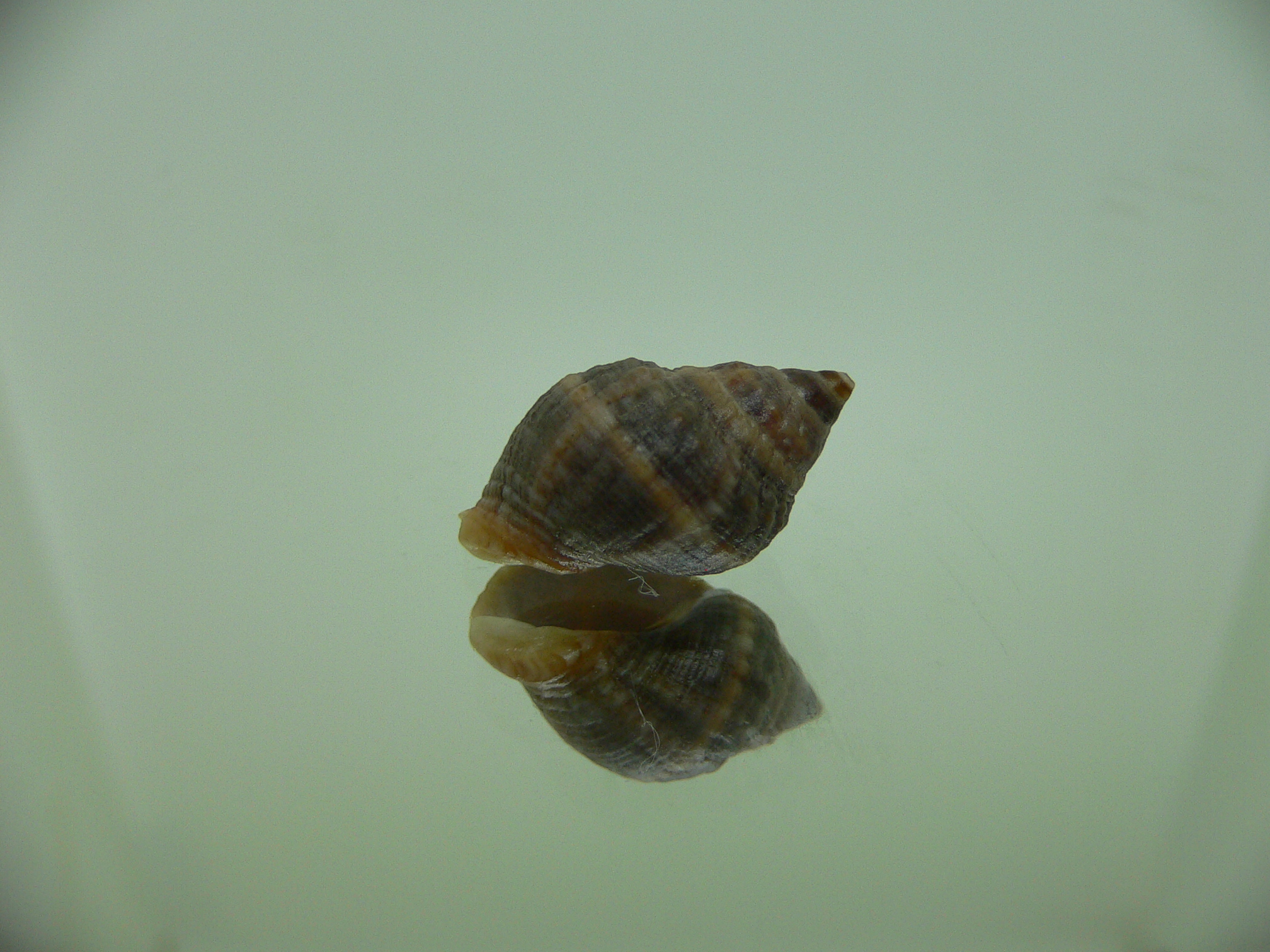 Neothais nesiotes  GRAY & BIG
