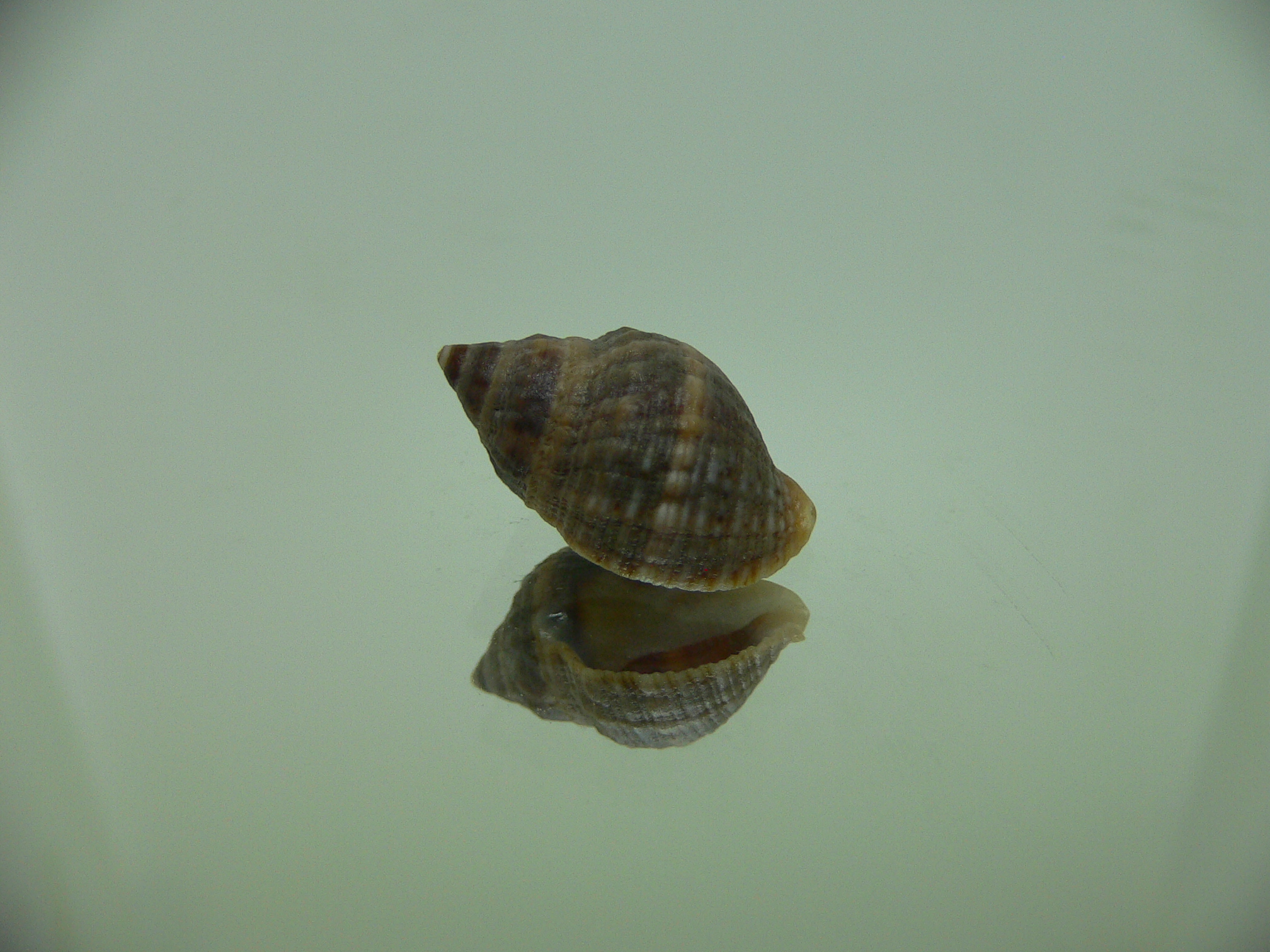 Neothais nesiotes  GRAY & BIG