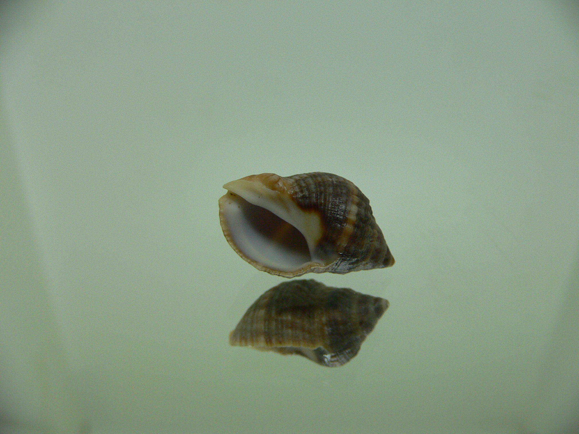 Neothais nesiotes  GRAY & BIG
