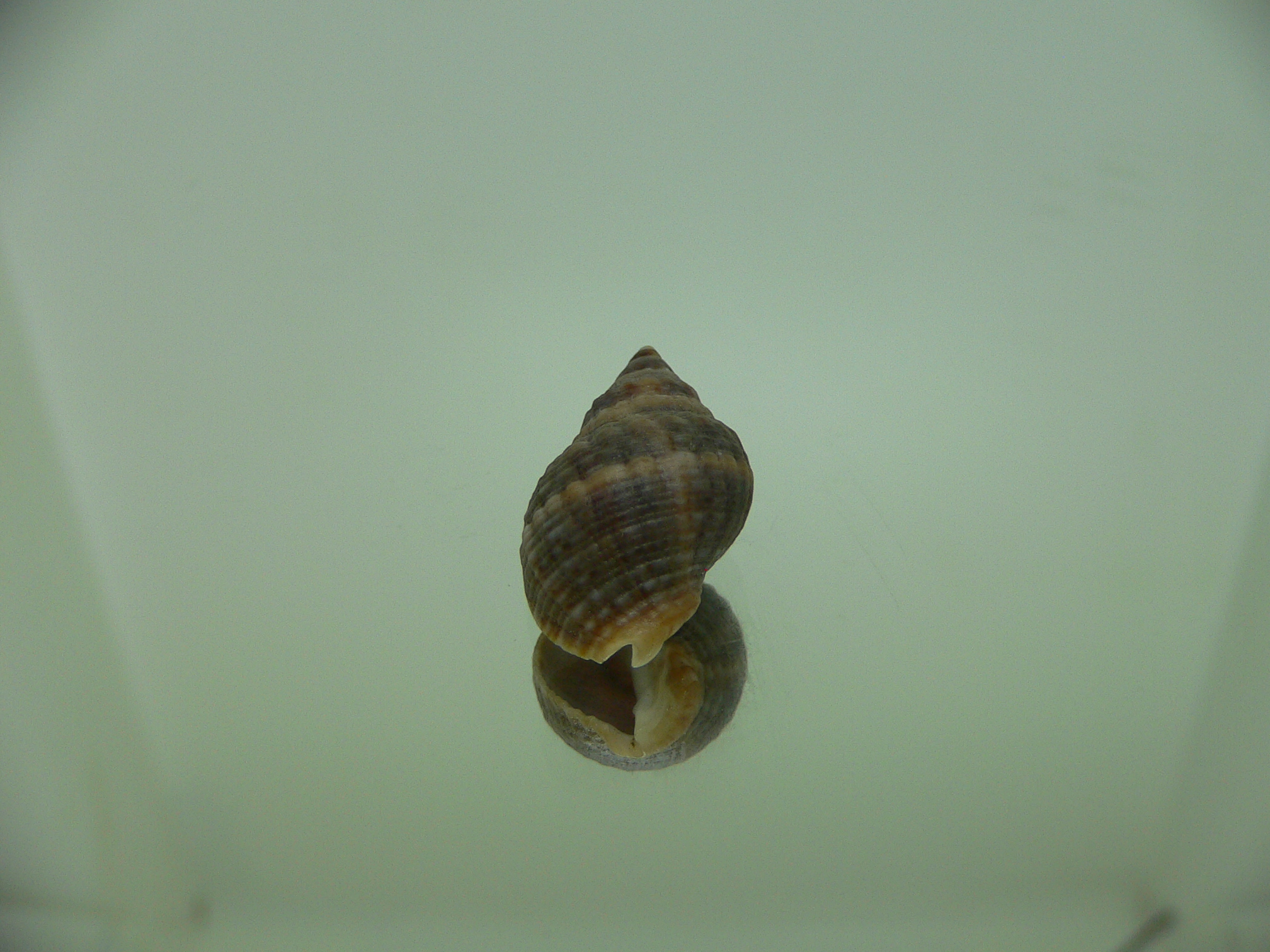 Neothais nesiotes  GRAY & BIG