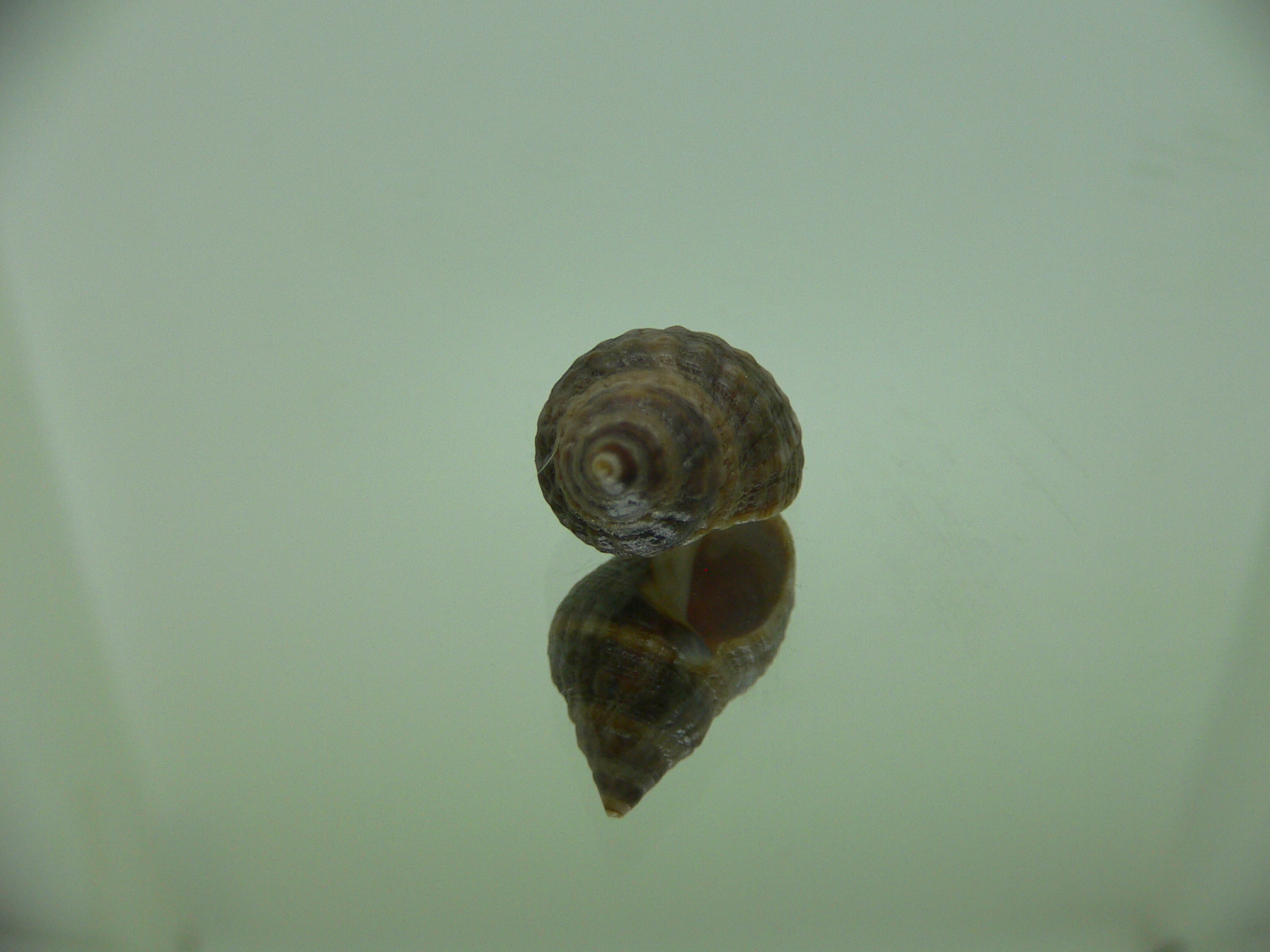 Neothais nesiotes  GRAY & BIG