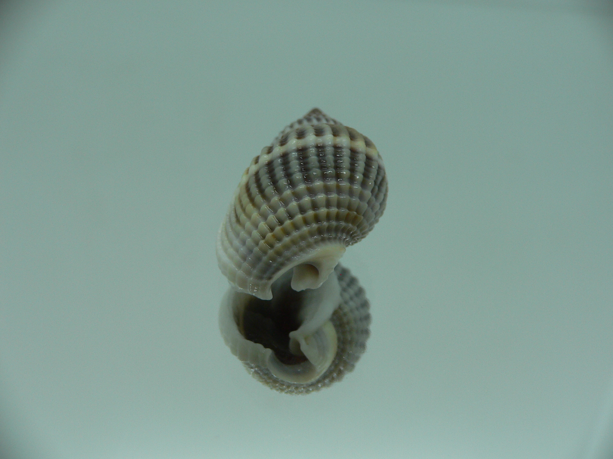 Nassarius livescens BIG & GLOBOSE