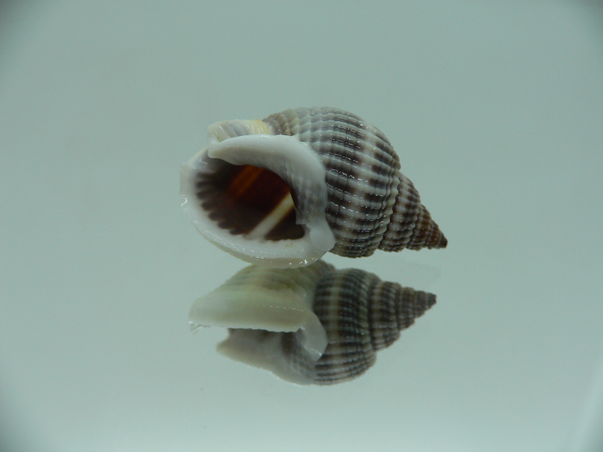 Nassarius livescens BIG & GLOBOSE