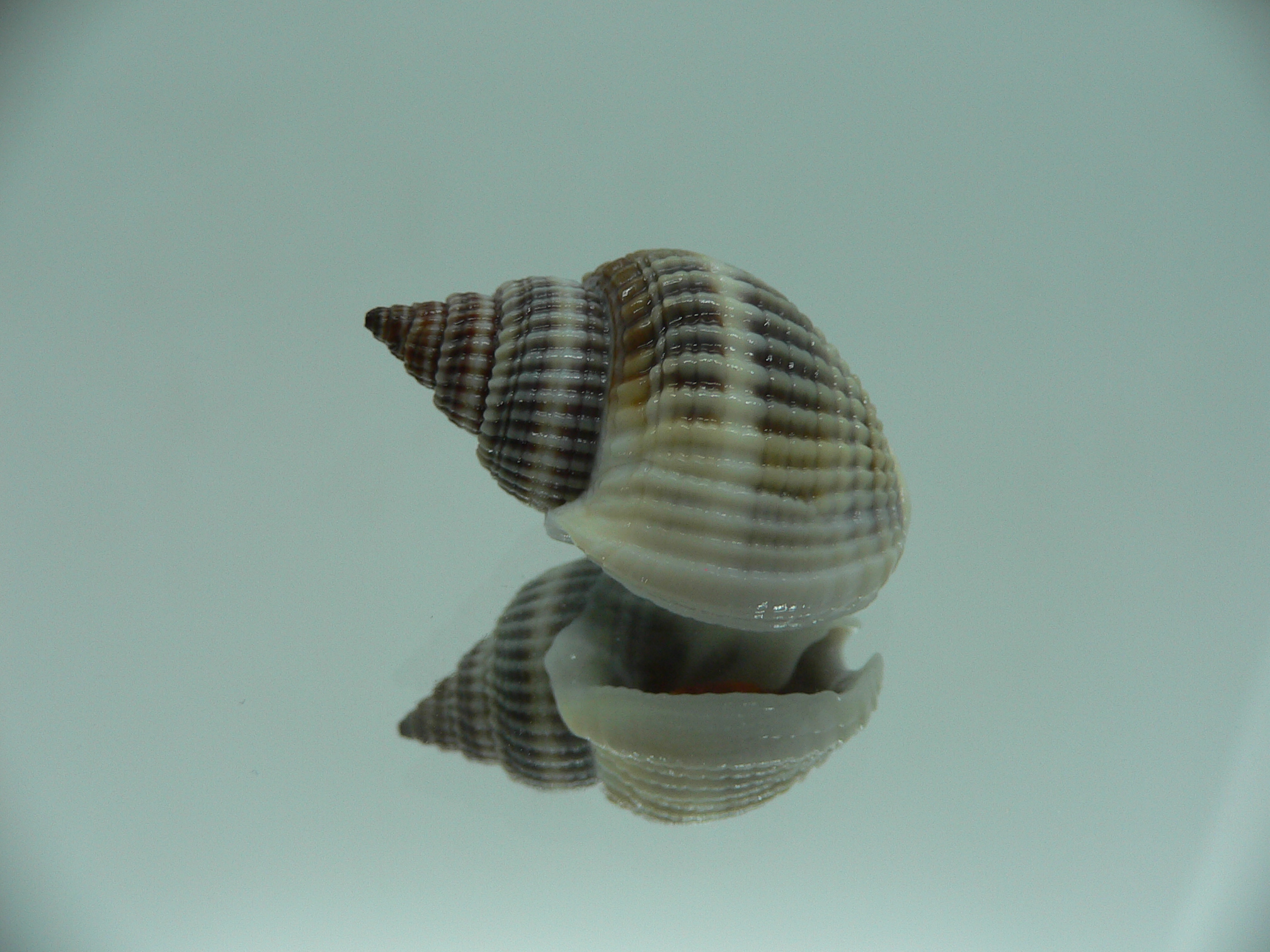 Nassarius livescens BIG & GLOBOSE