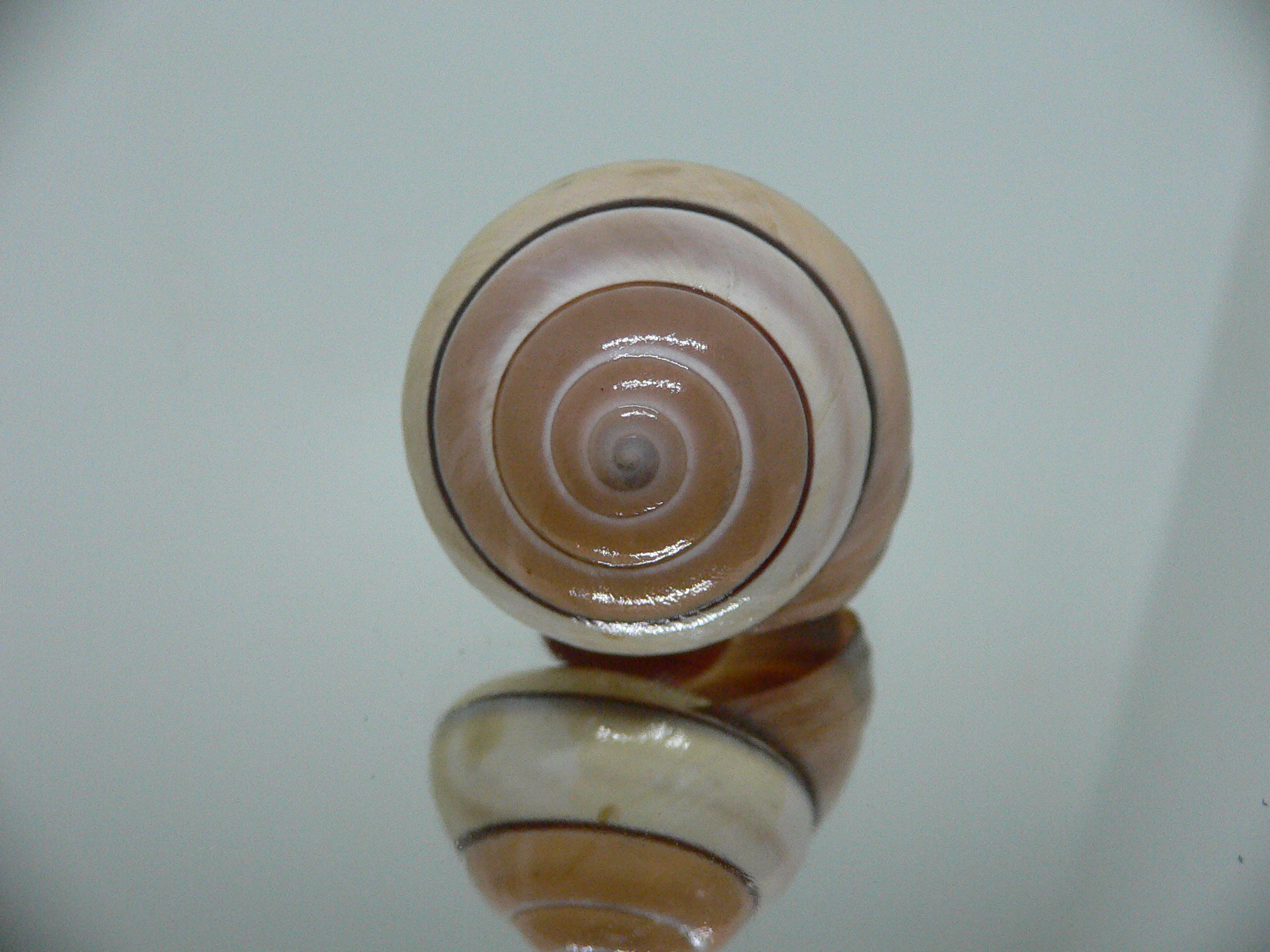 Asperitas trochus parsoni SUPER