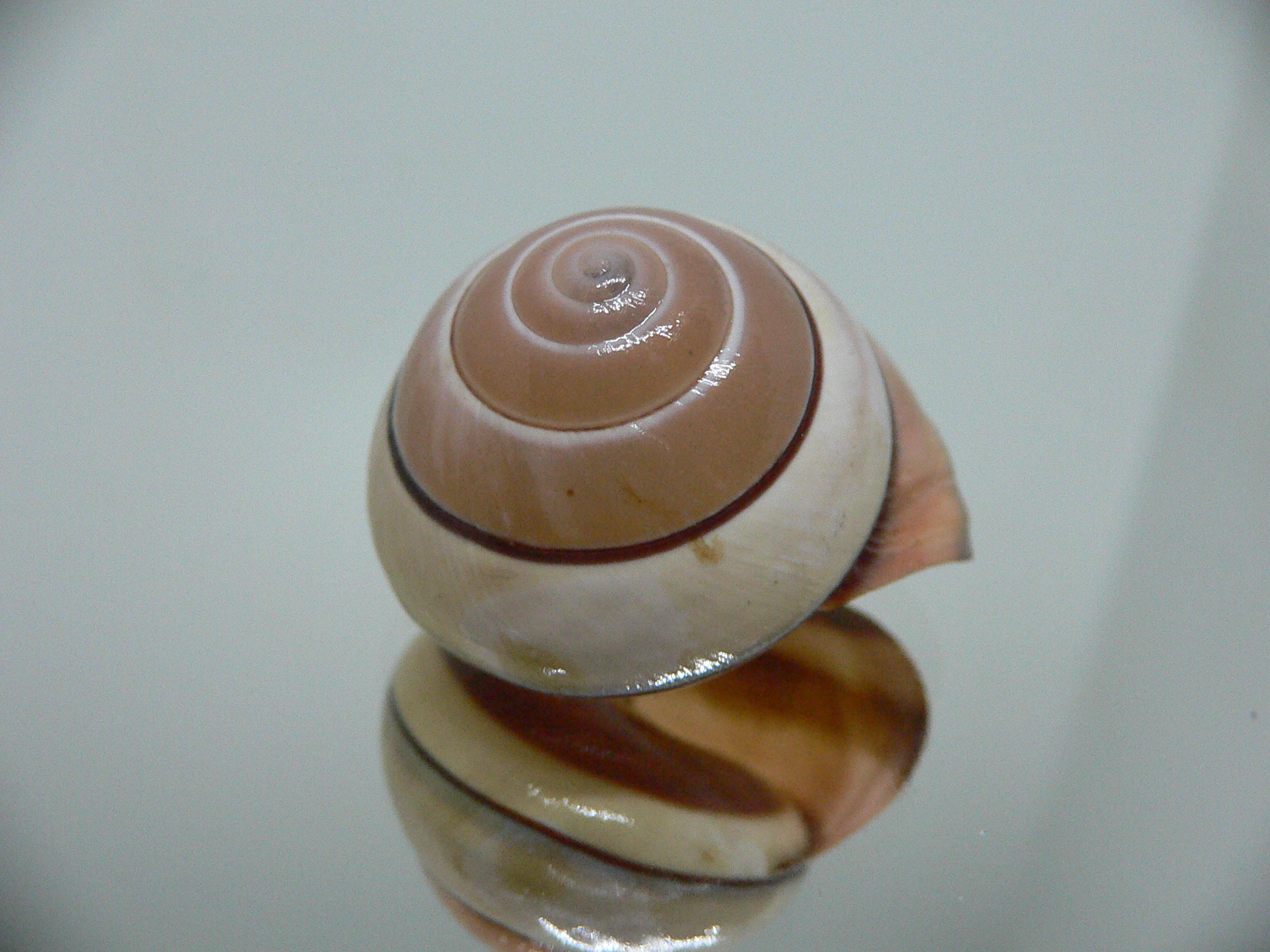 Asperitas trochus parsoni SUPER