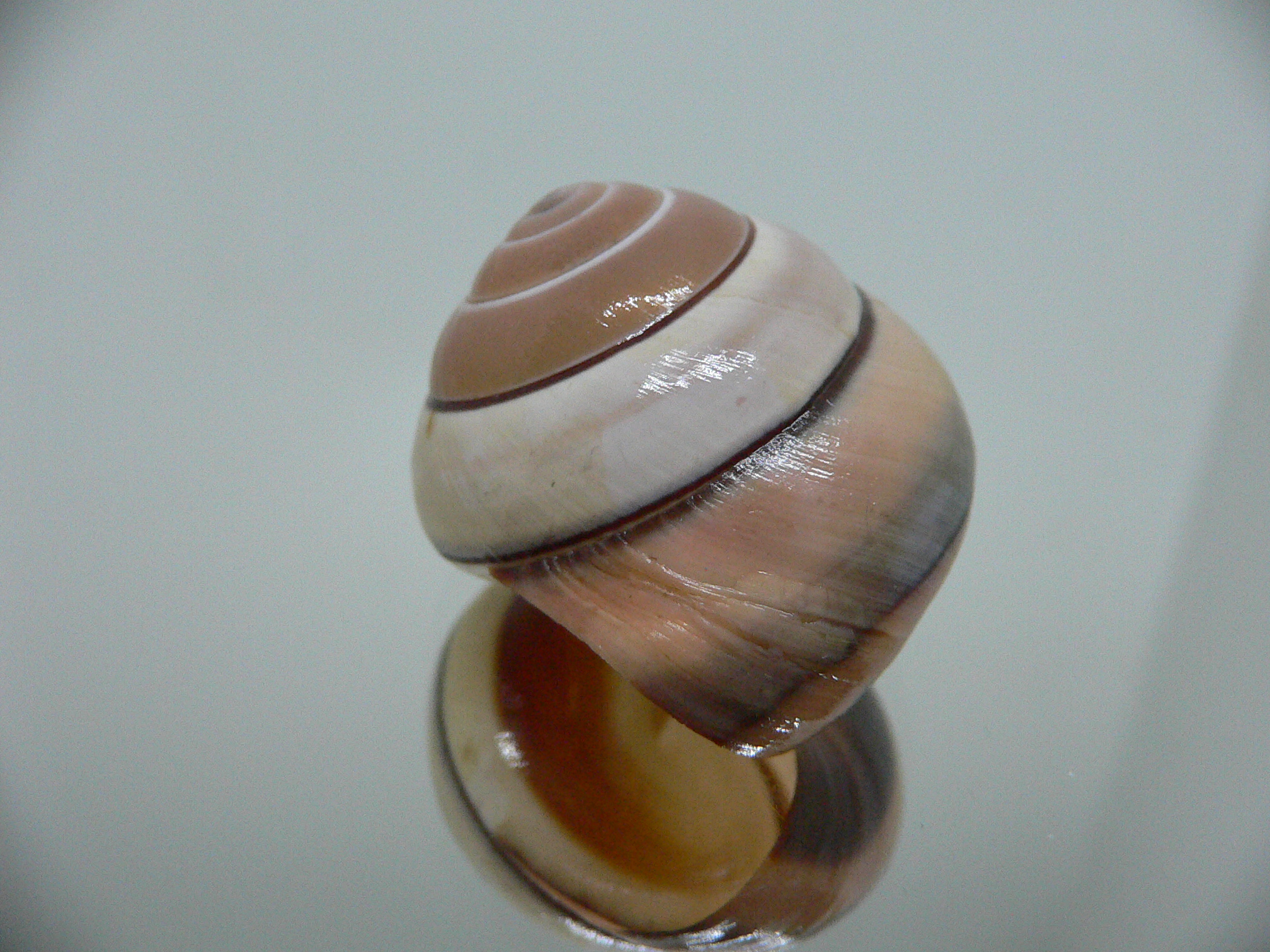 Asperitas trochus parsoni SUPER