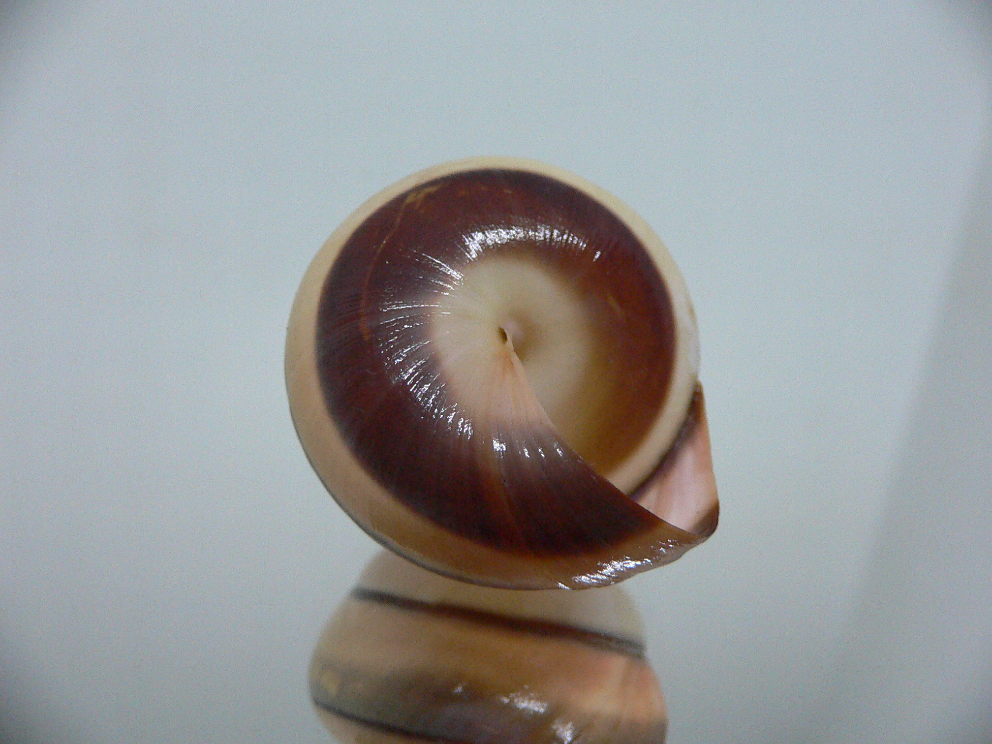 Asperitas trochus parsoni SUPER